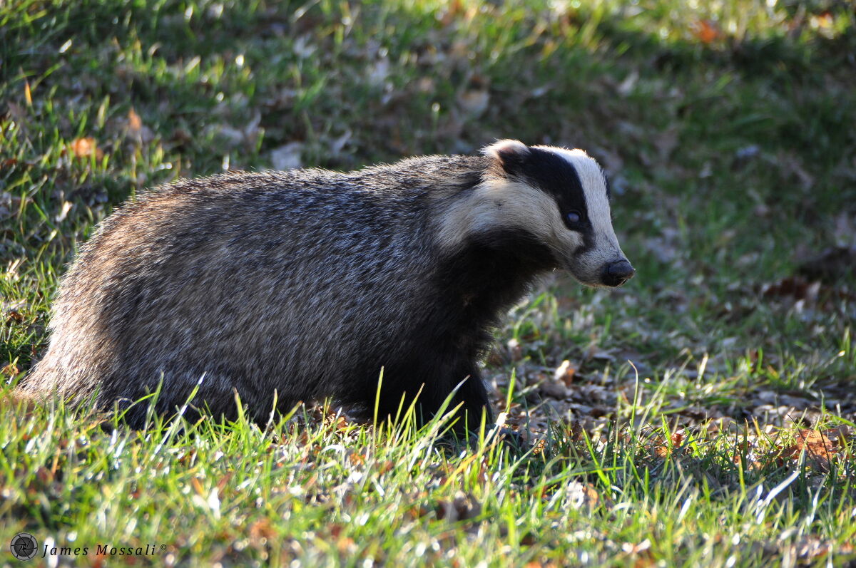 Badger
