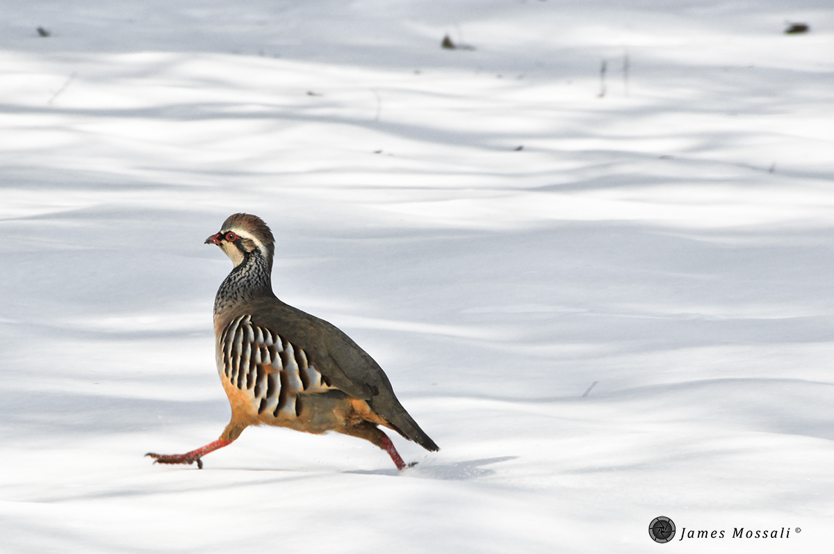Red partridge