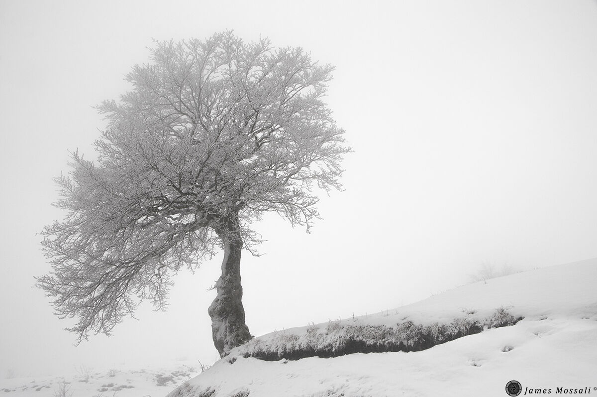 Il solitario