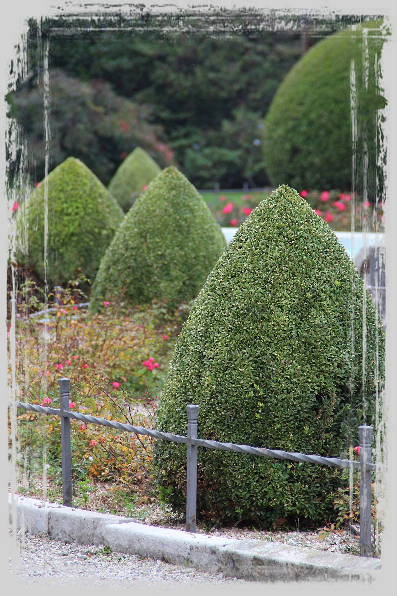 Bushes