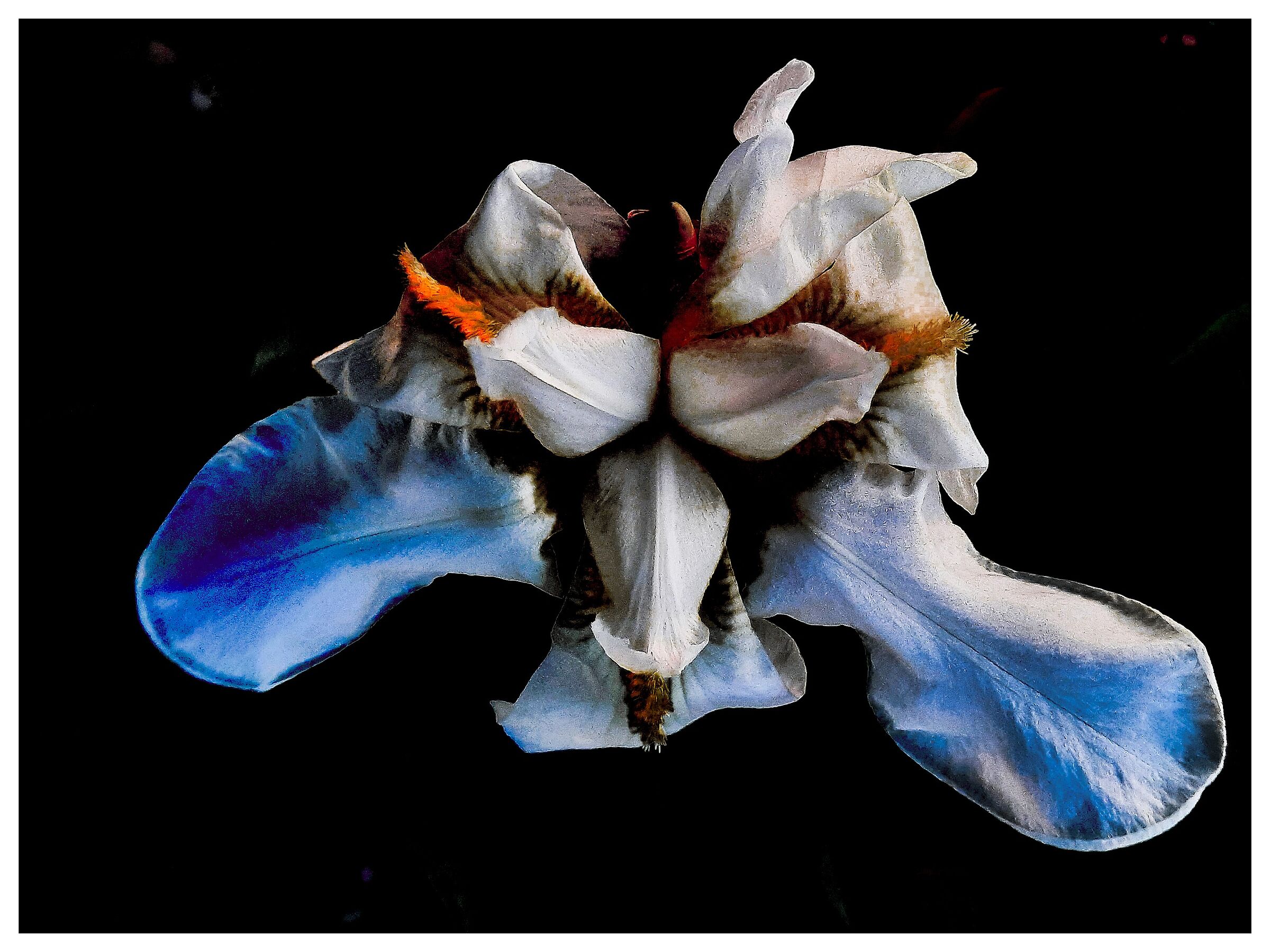 Iris #1