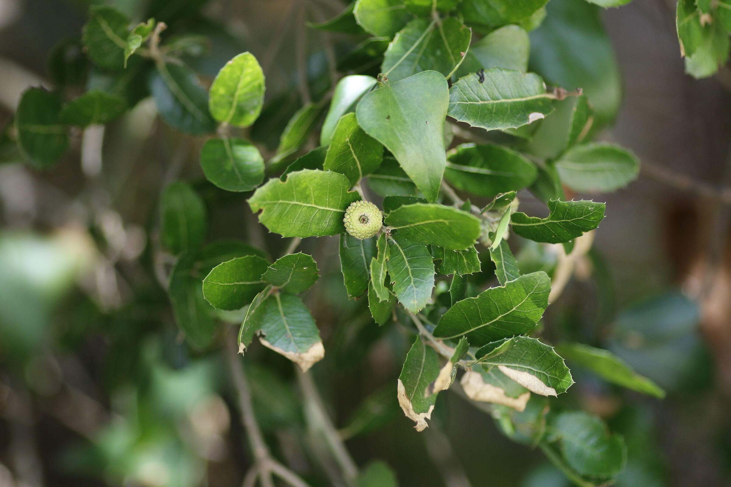 Canon 7D II / 135 F.2 L USM