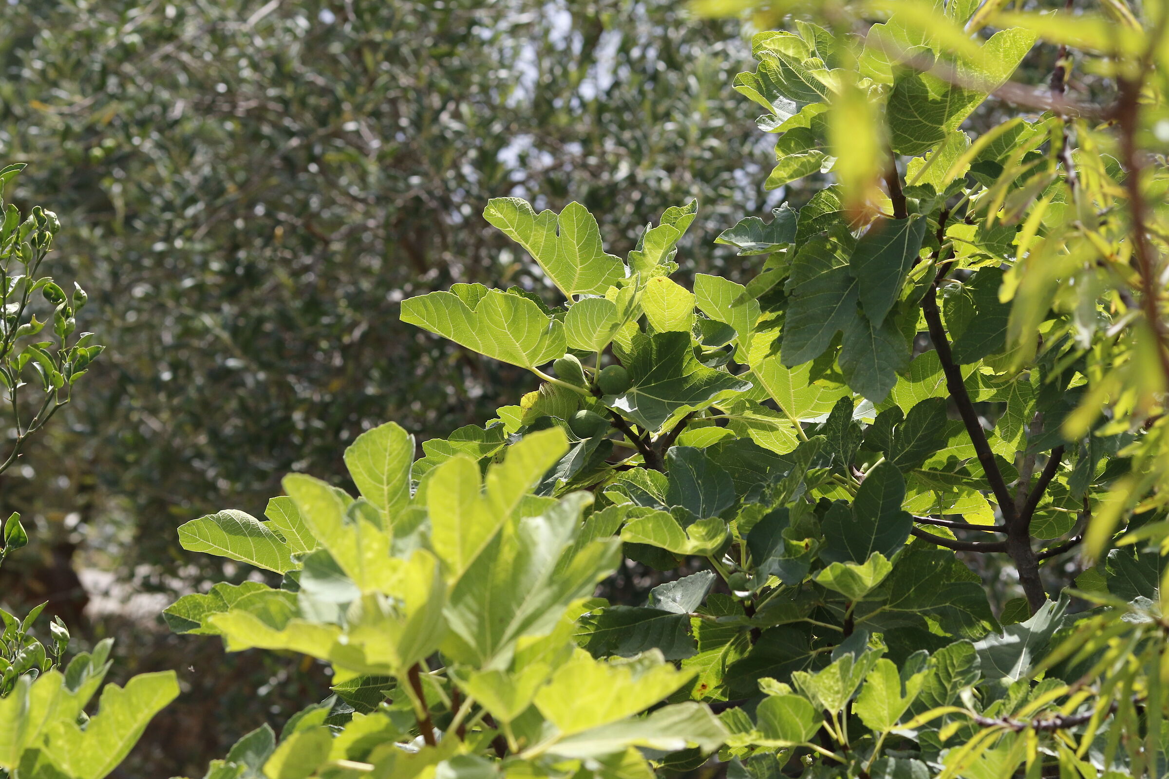 Canon 7D II / 135 F.2 L USM