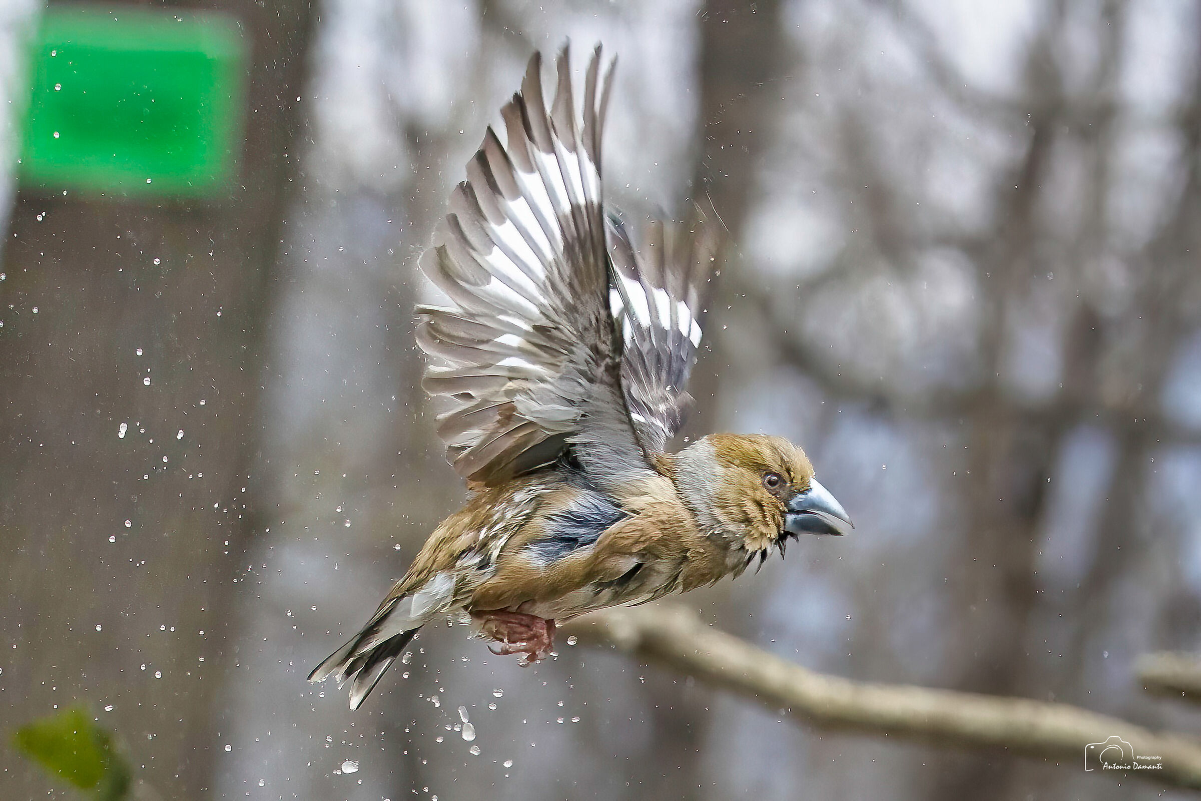 Frosone wet in flight