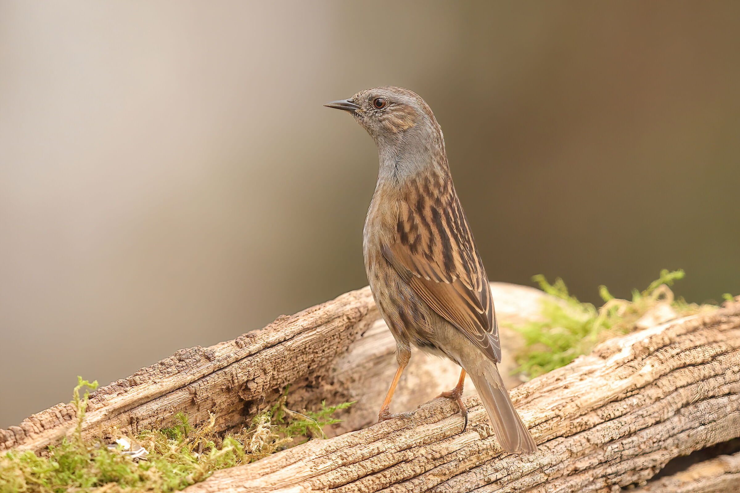 dunnock