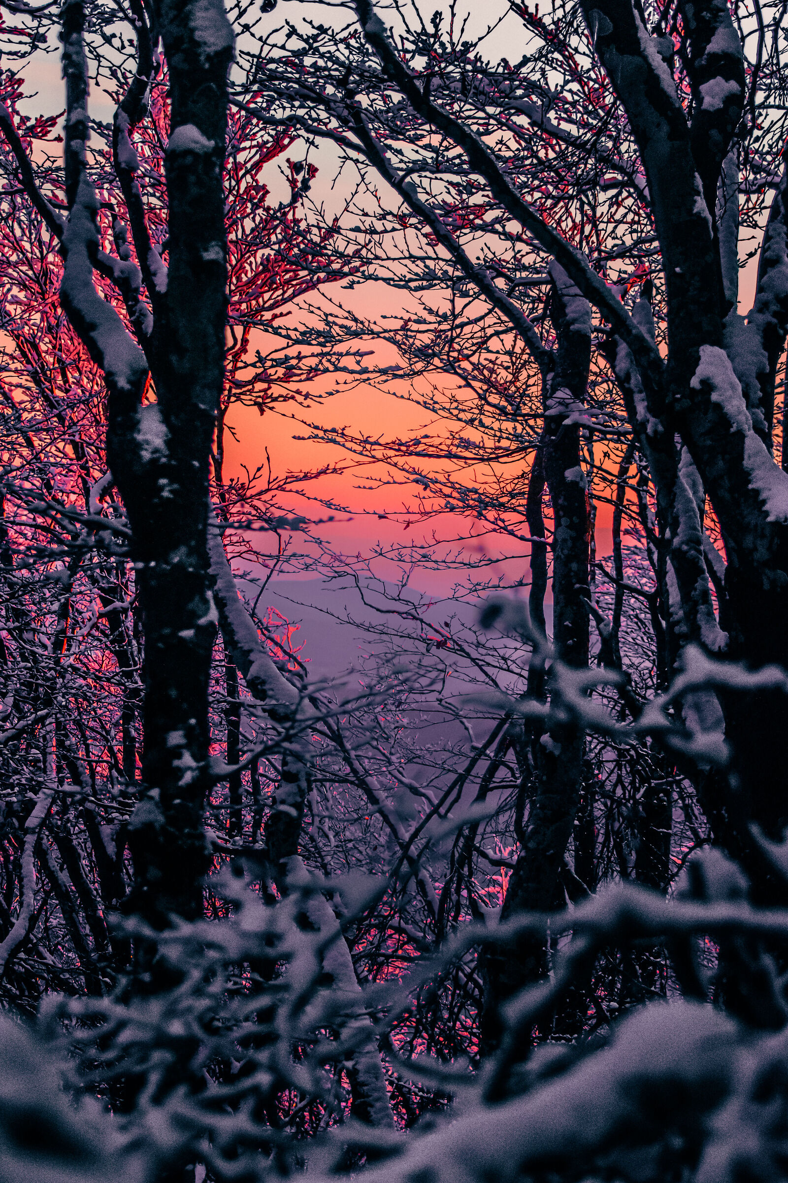 Scorcio tra gli alberi