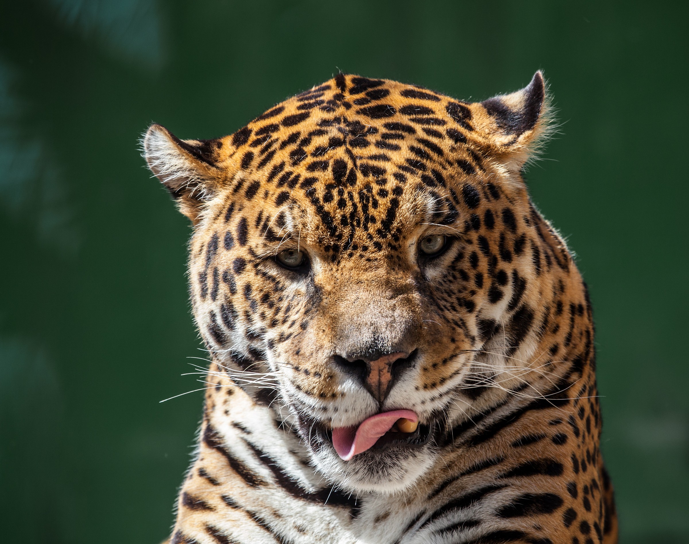 Jaguar