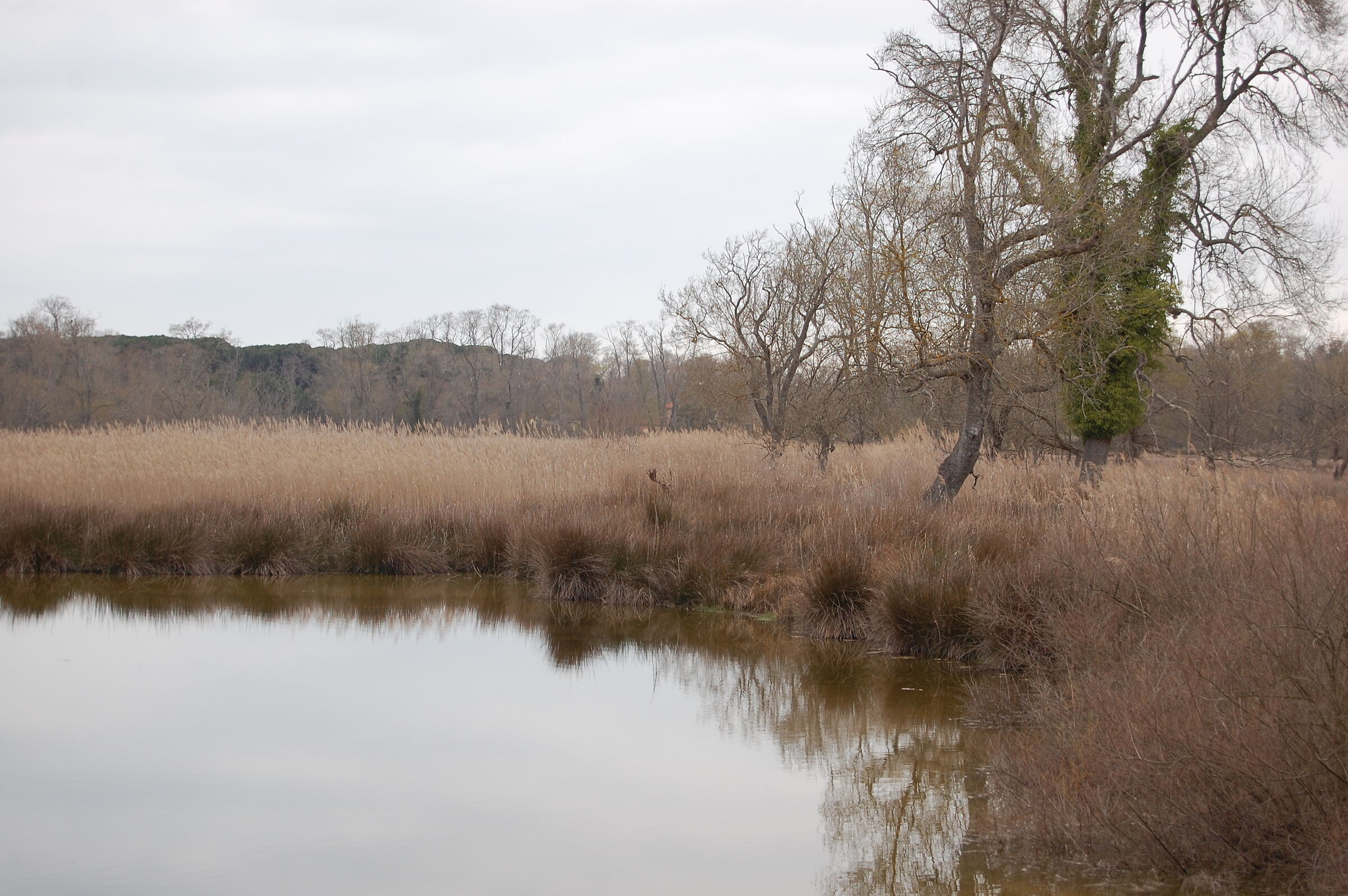 daino in mezzo alla fauna