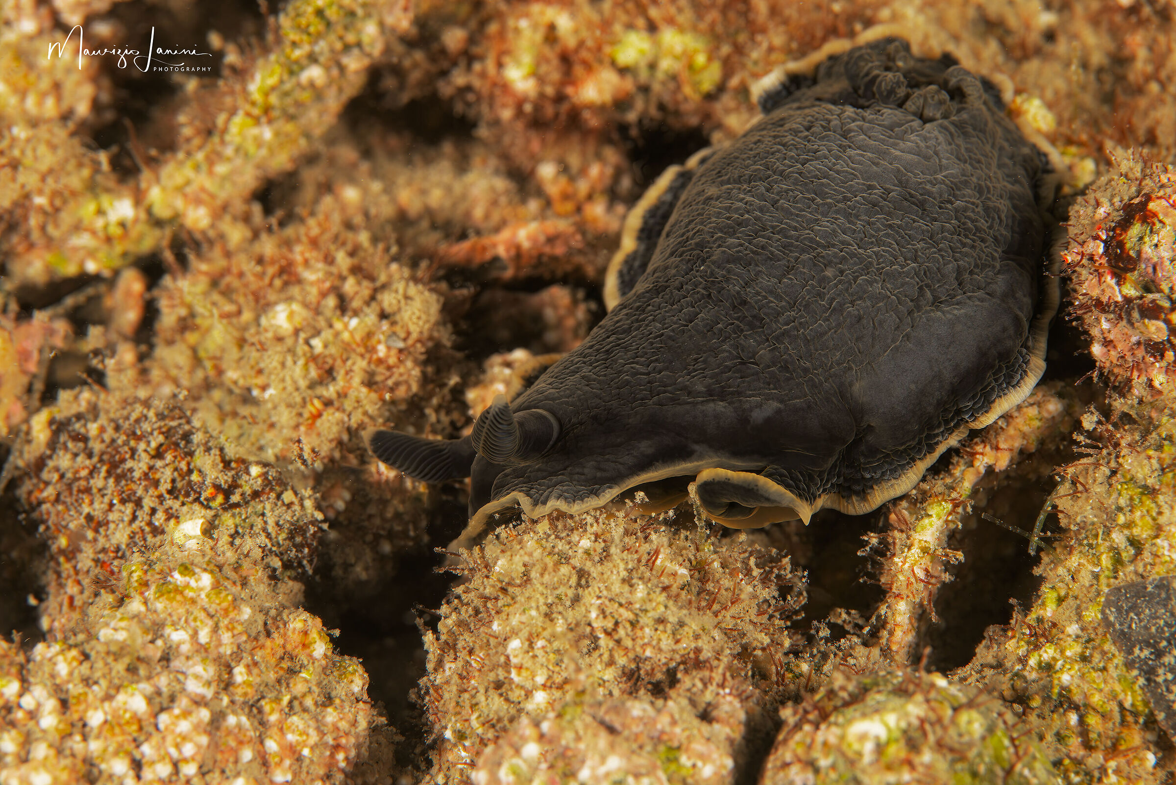 Dendrodoris limbata