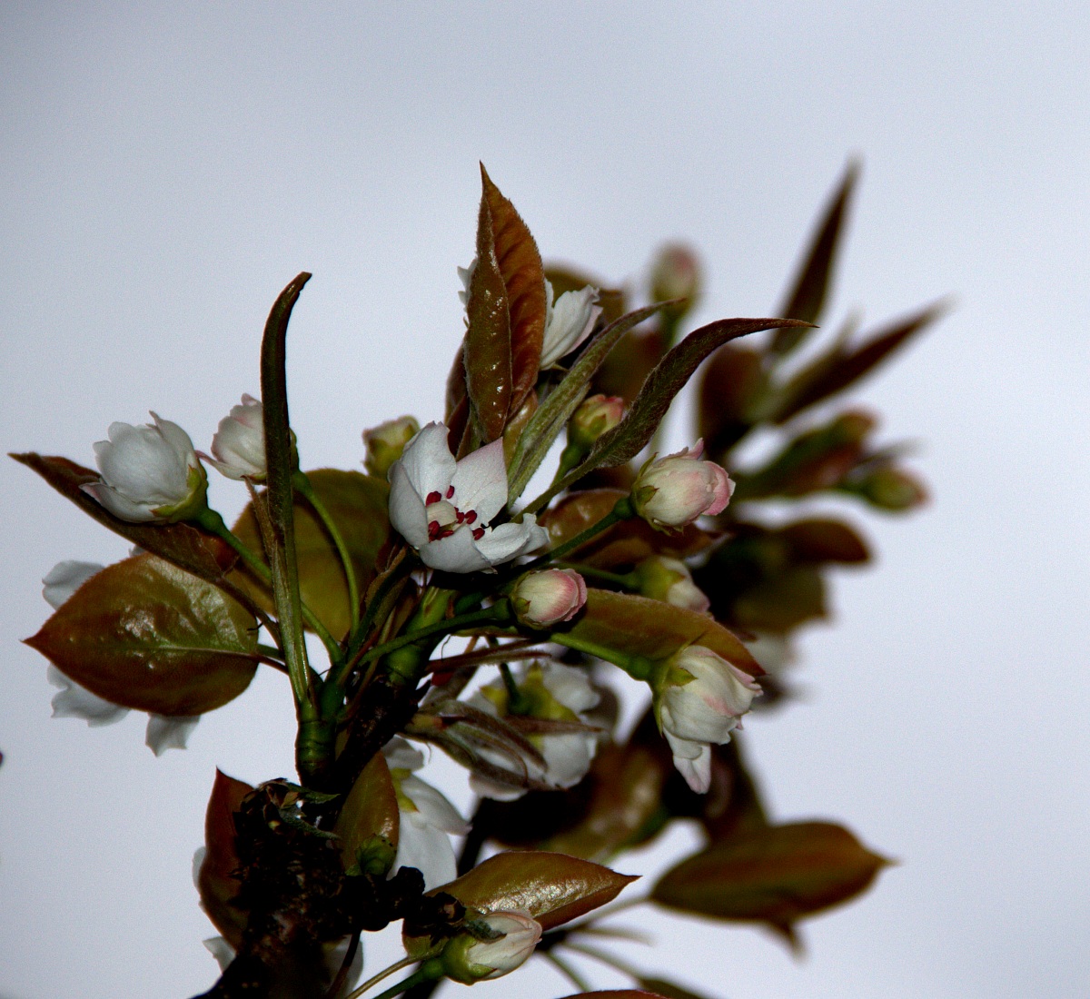 ... è primavera ...