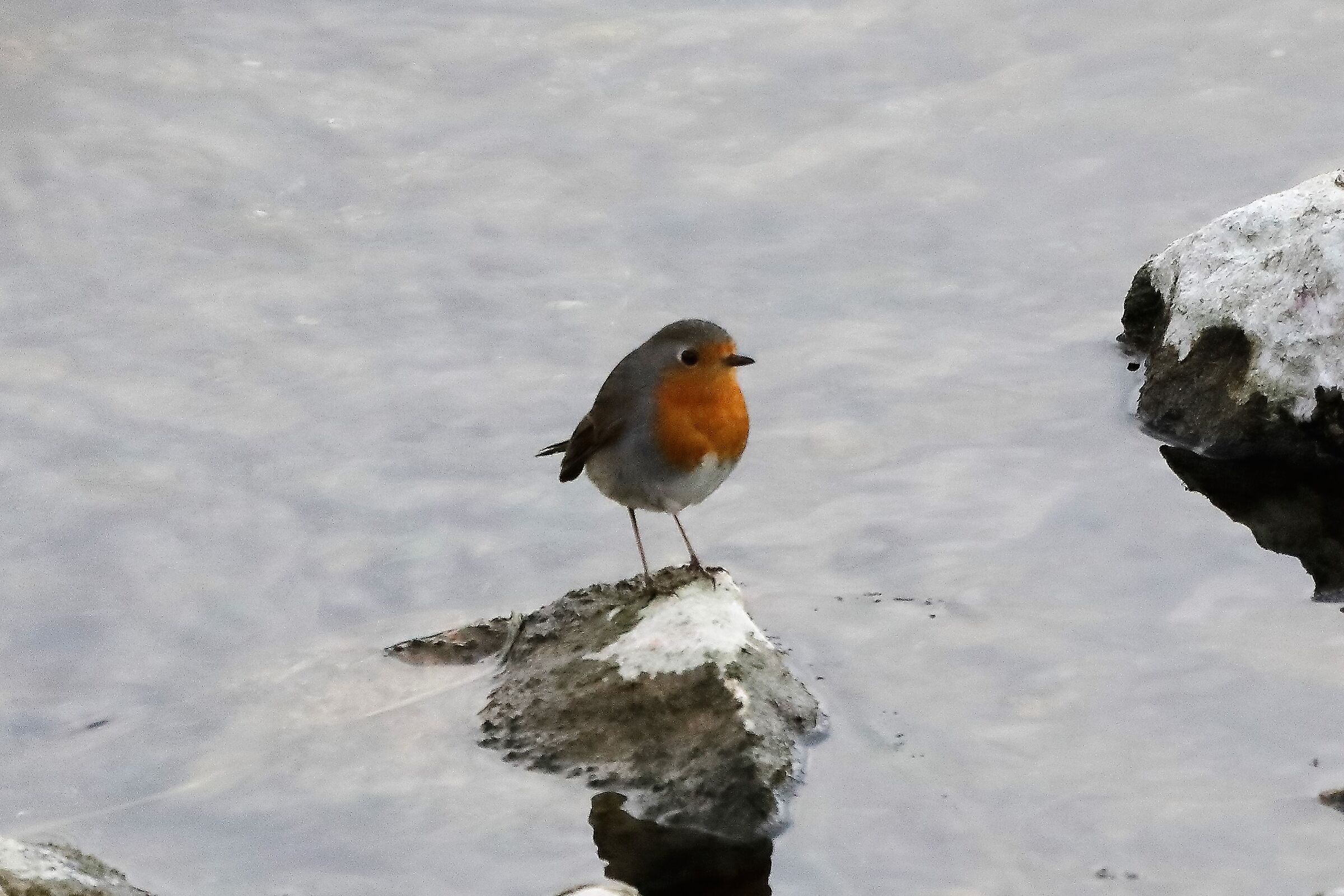 robin 05-03-2022