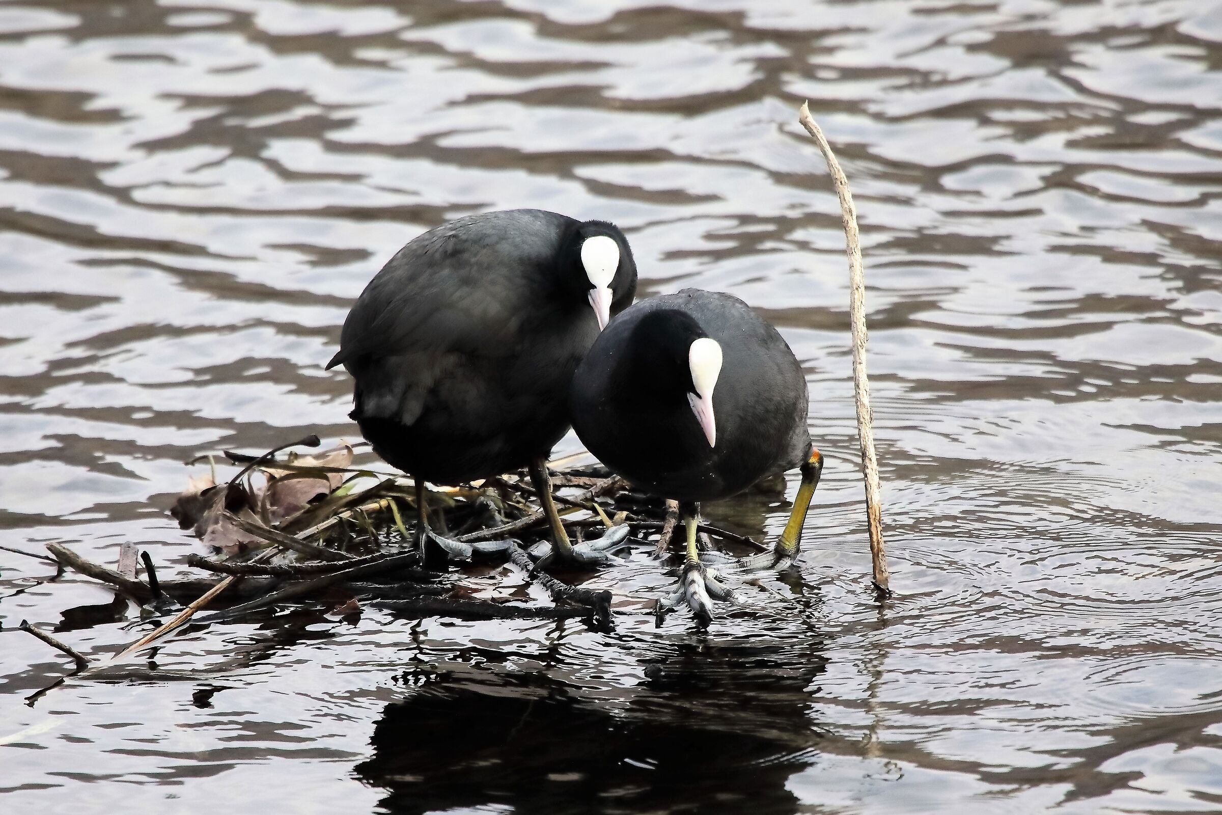 coots 05-03-2022