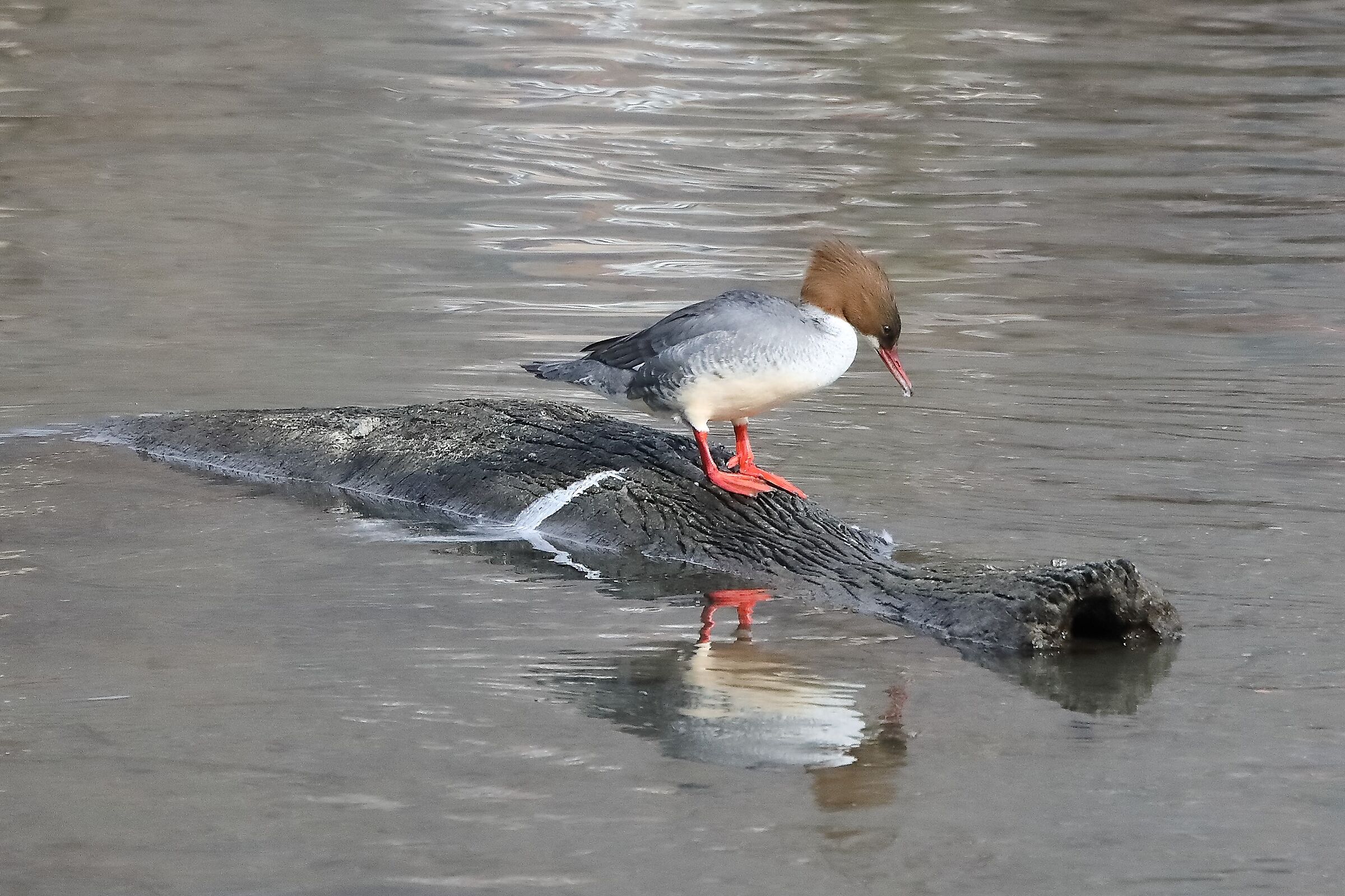 female merganser 05-03-2022