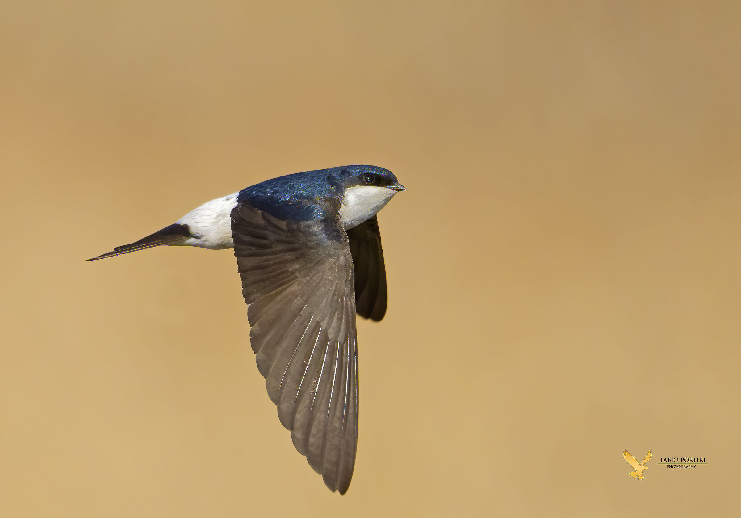 Balestruccio davanti al canneto