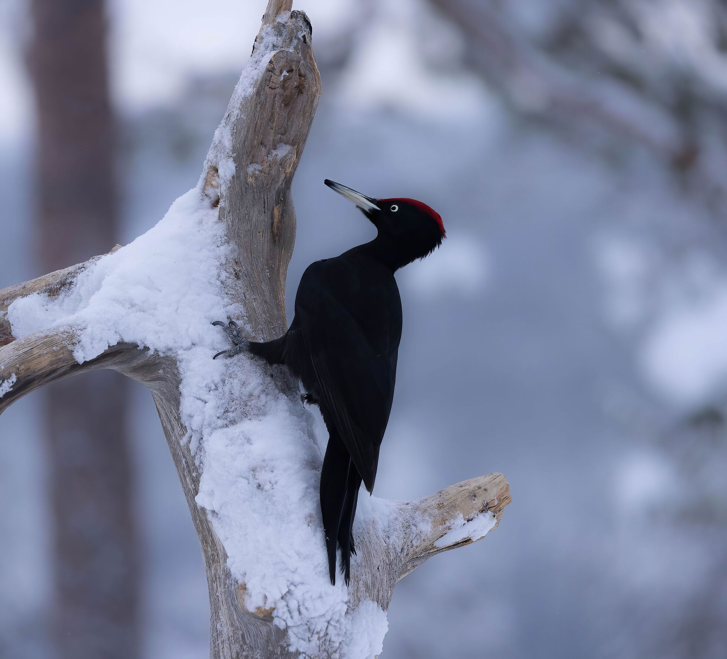 Black and white (Dryocopus martius)