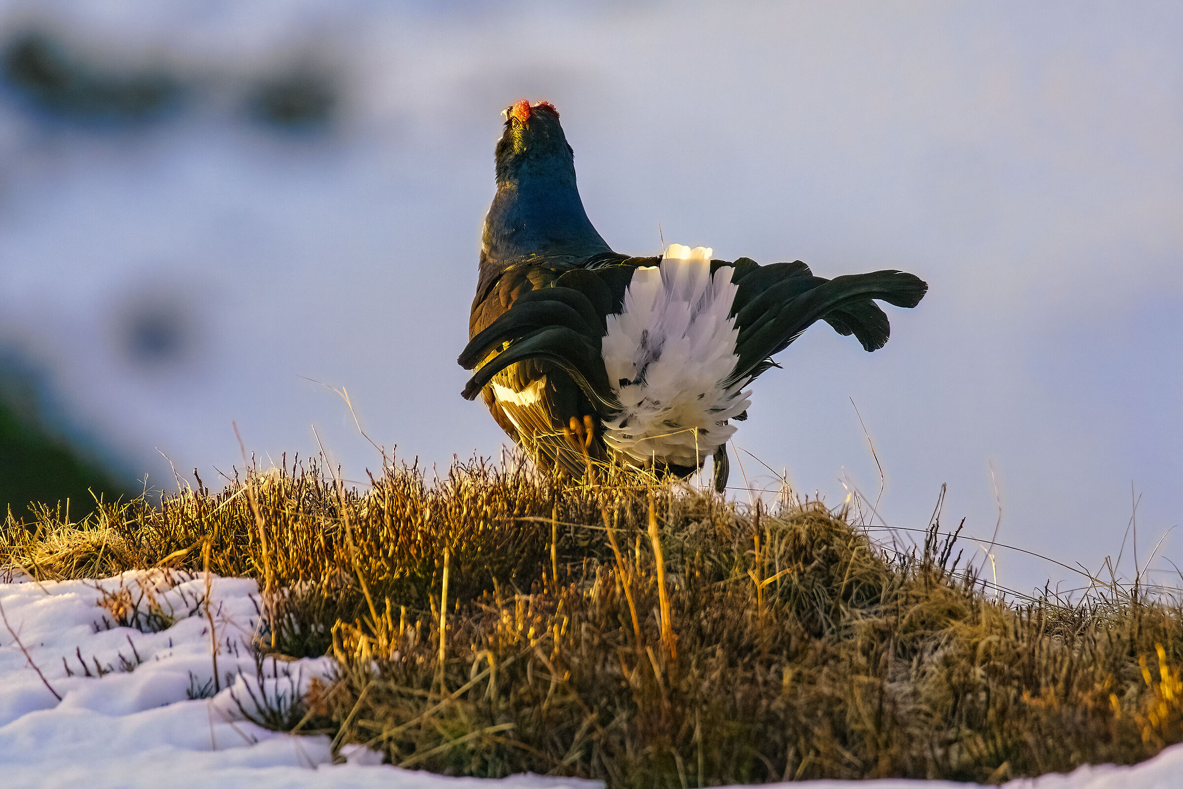 Rooster singing at first light