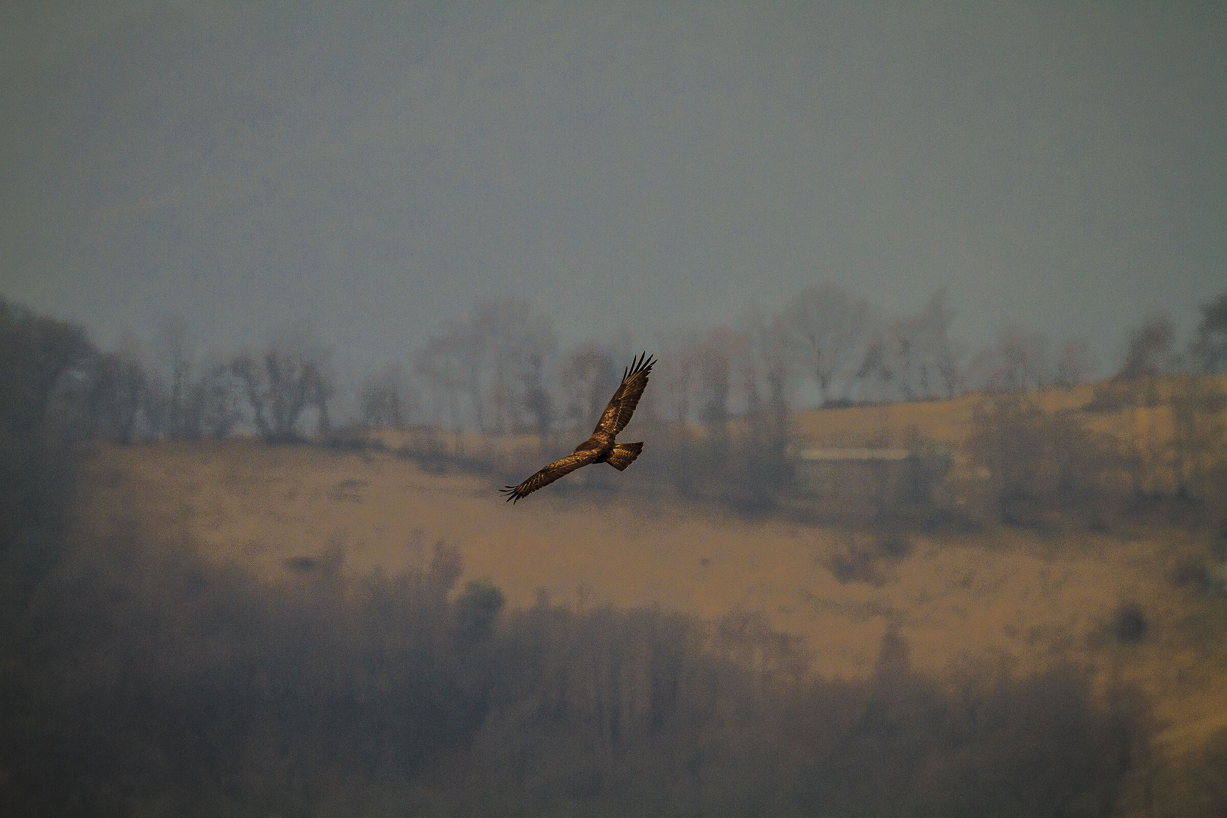 Buzzard