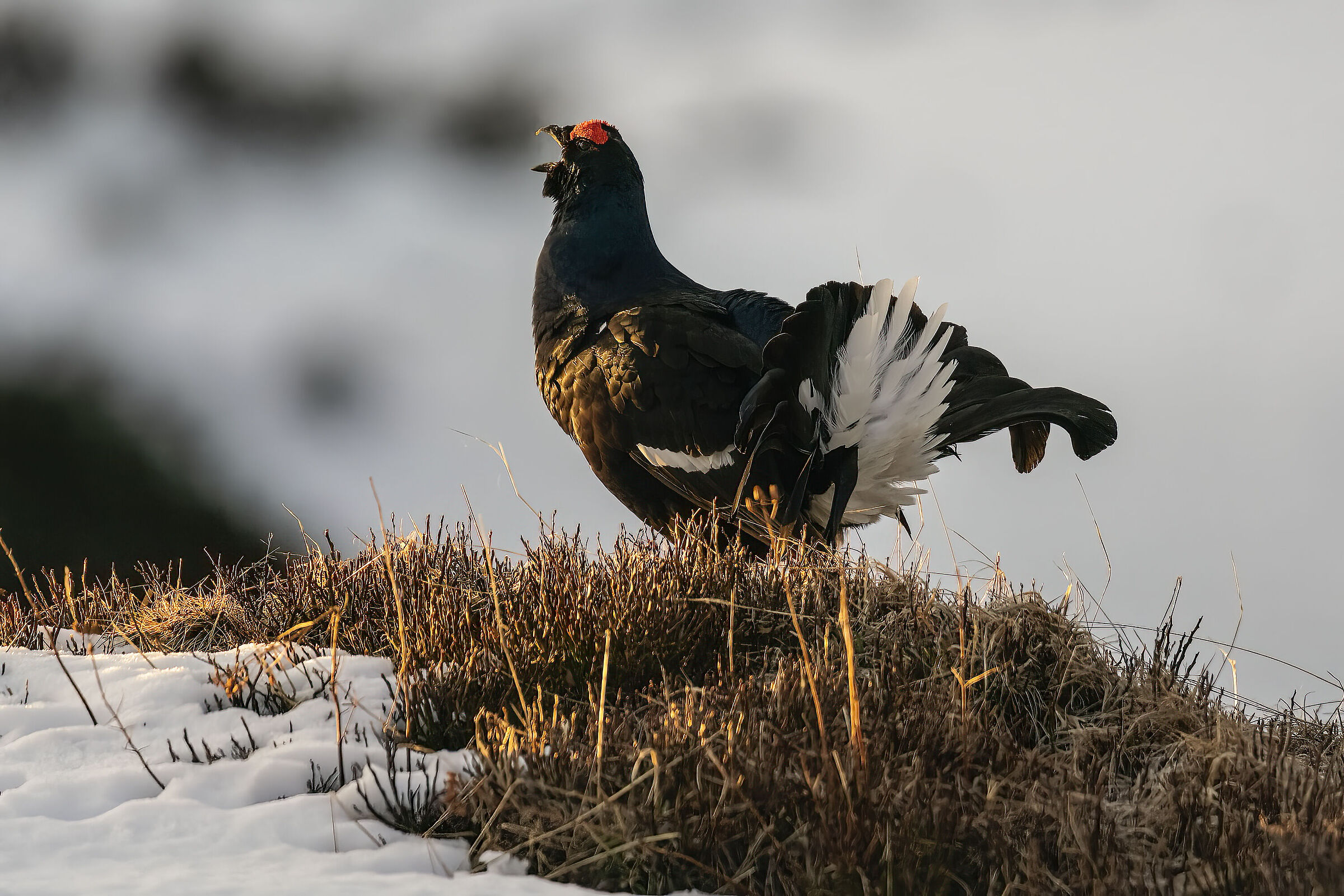 Gallo in canto alle prime luci
