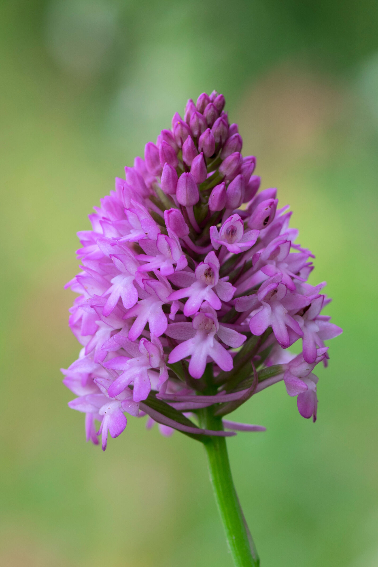 Wild orchid