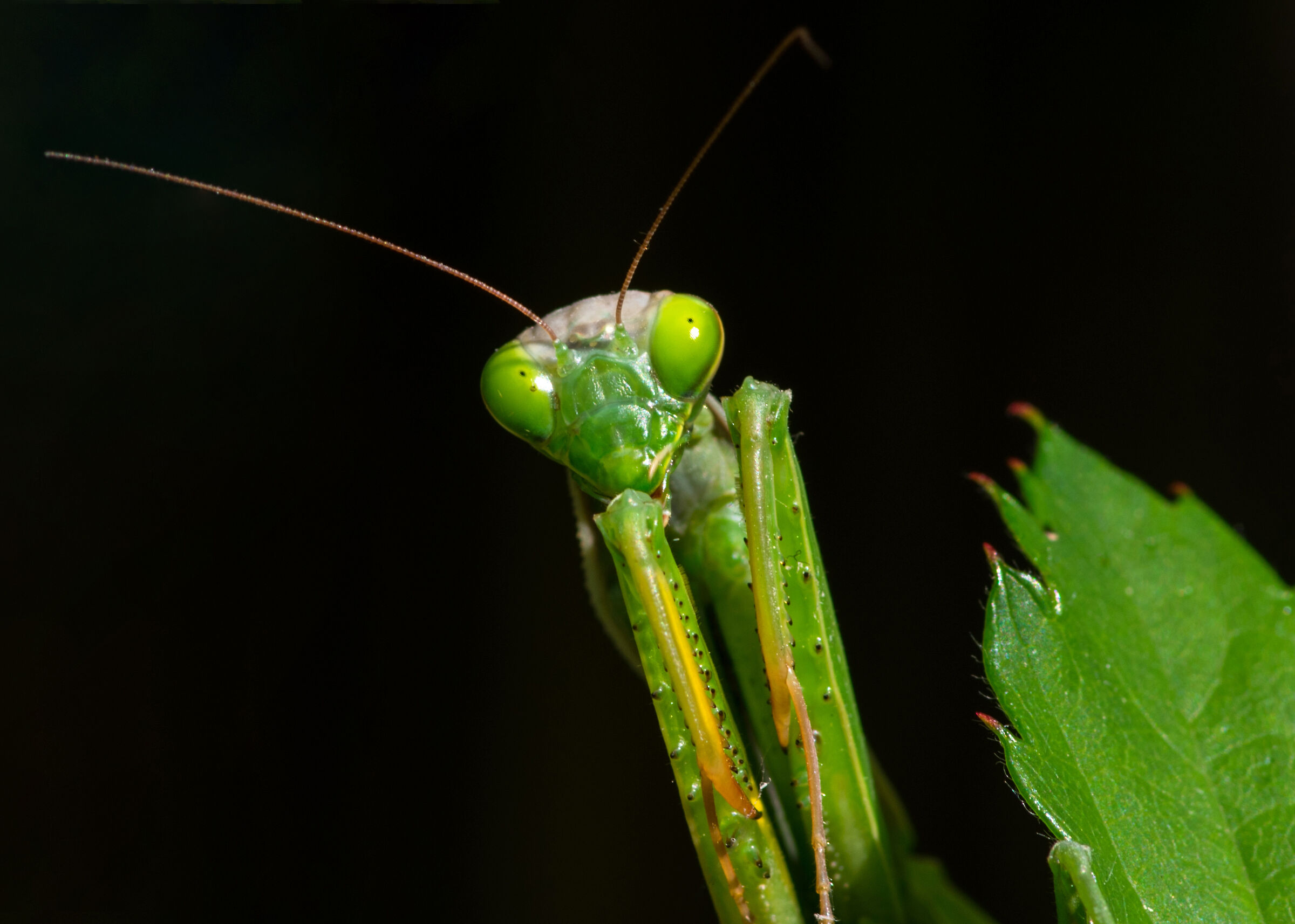 Praying mantis