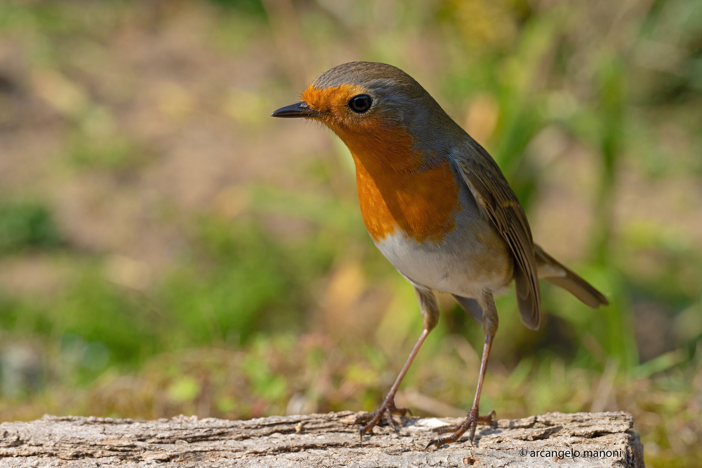 Robin on the lookout