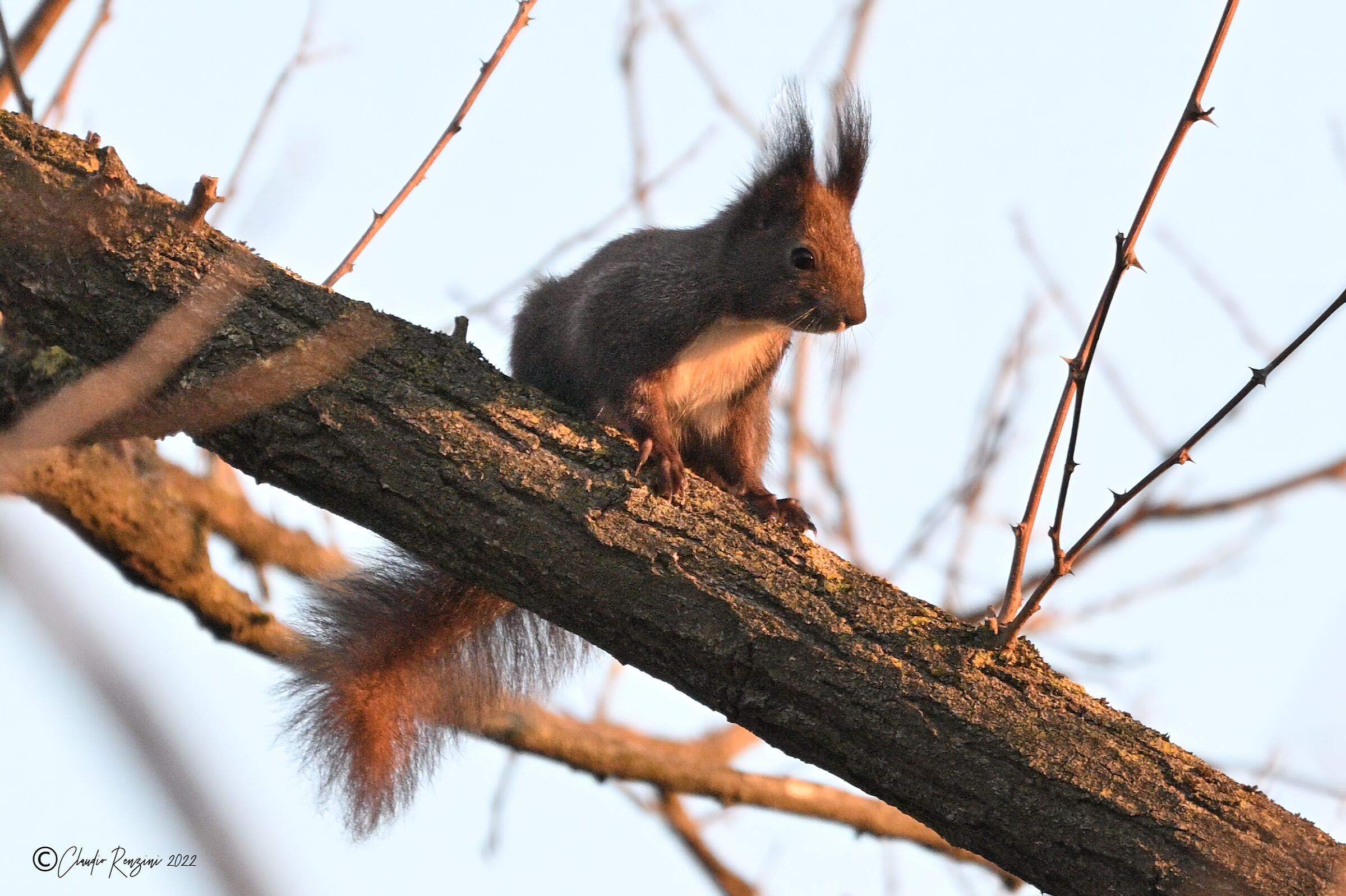 common squirrel