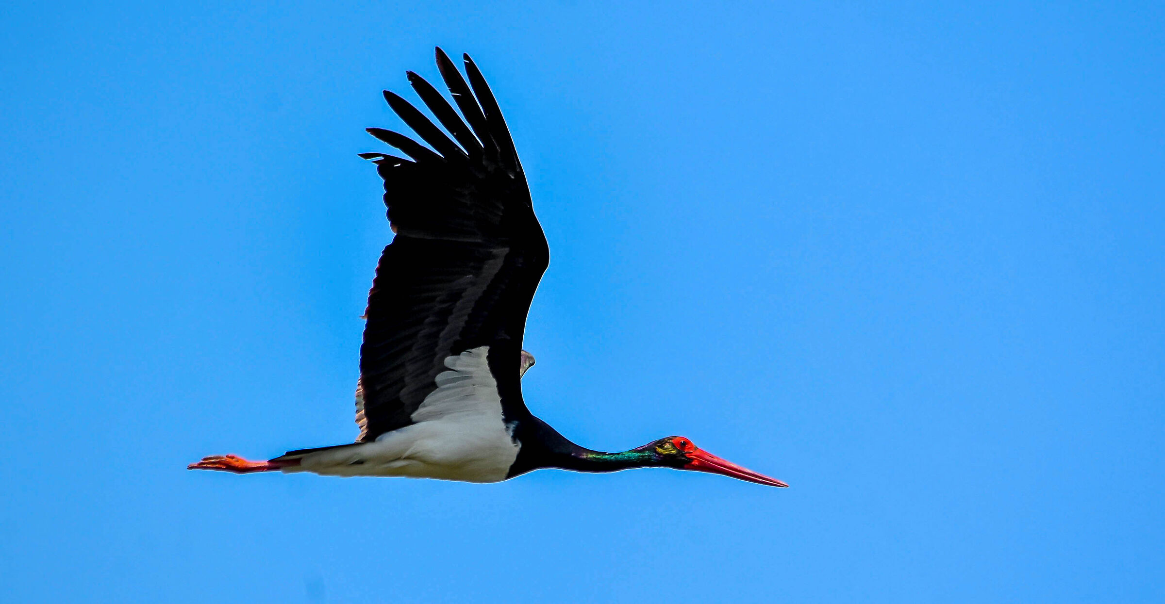 Black stork