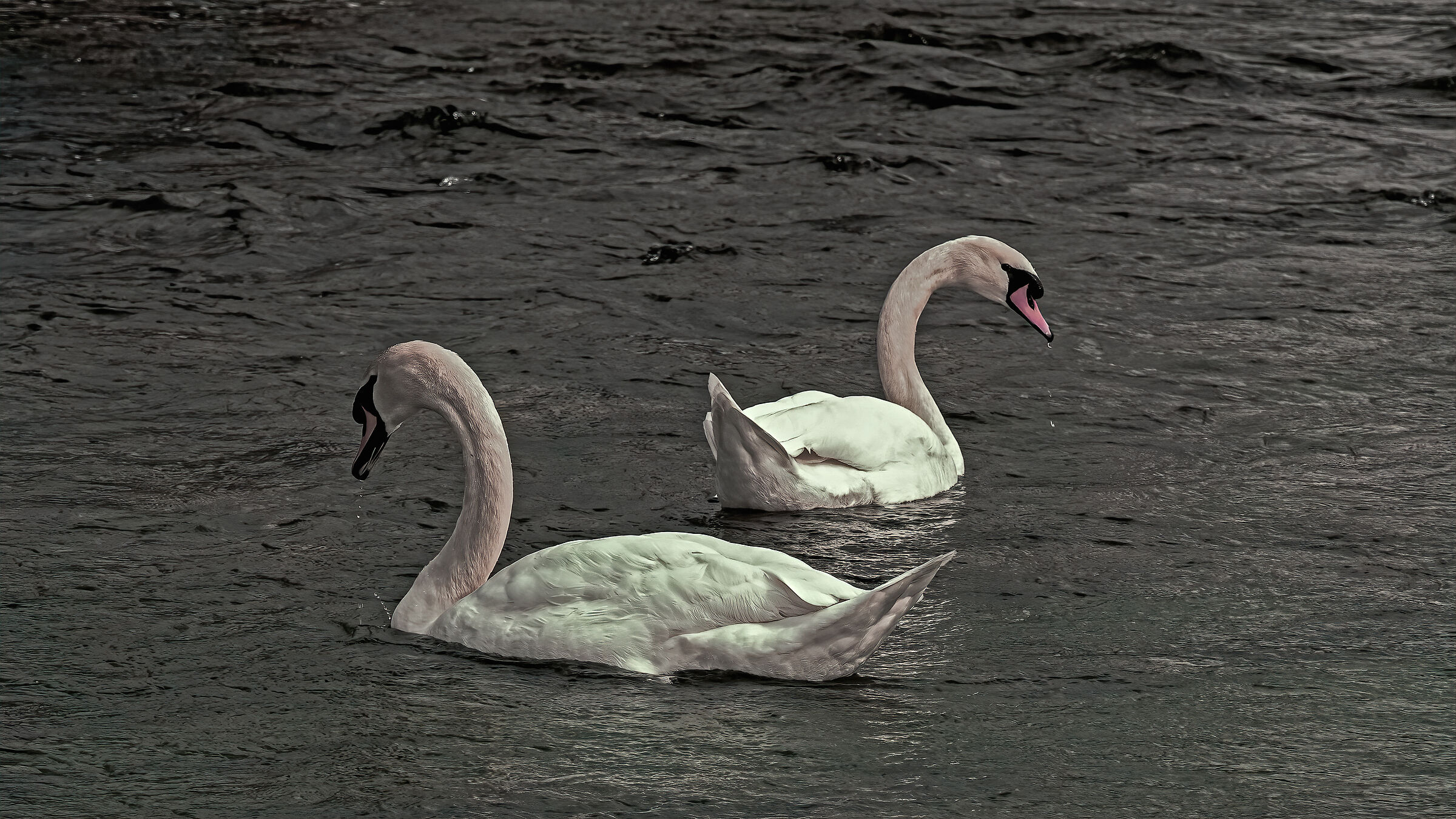 Una magnifica coppia