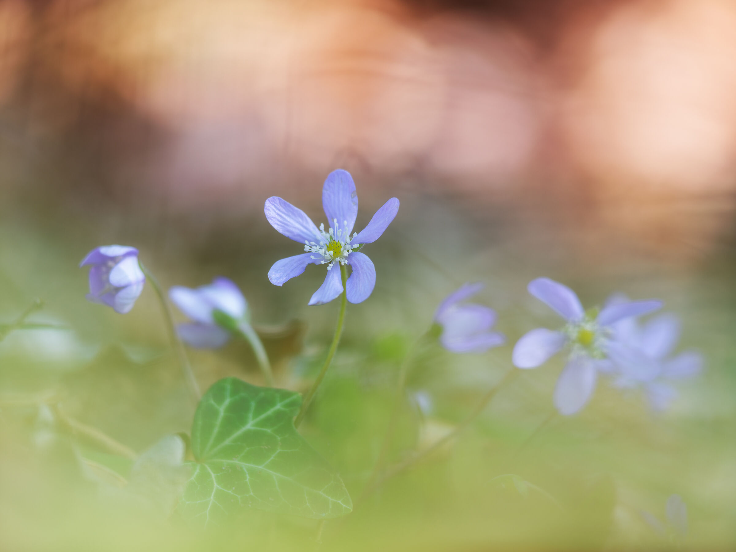 Hepatica nobilis
