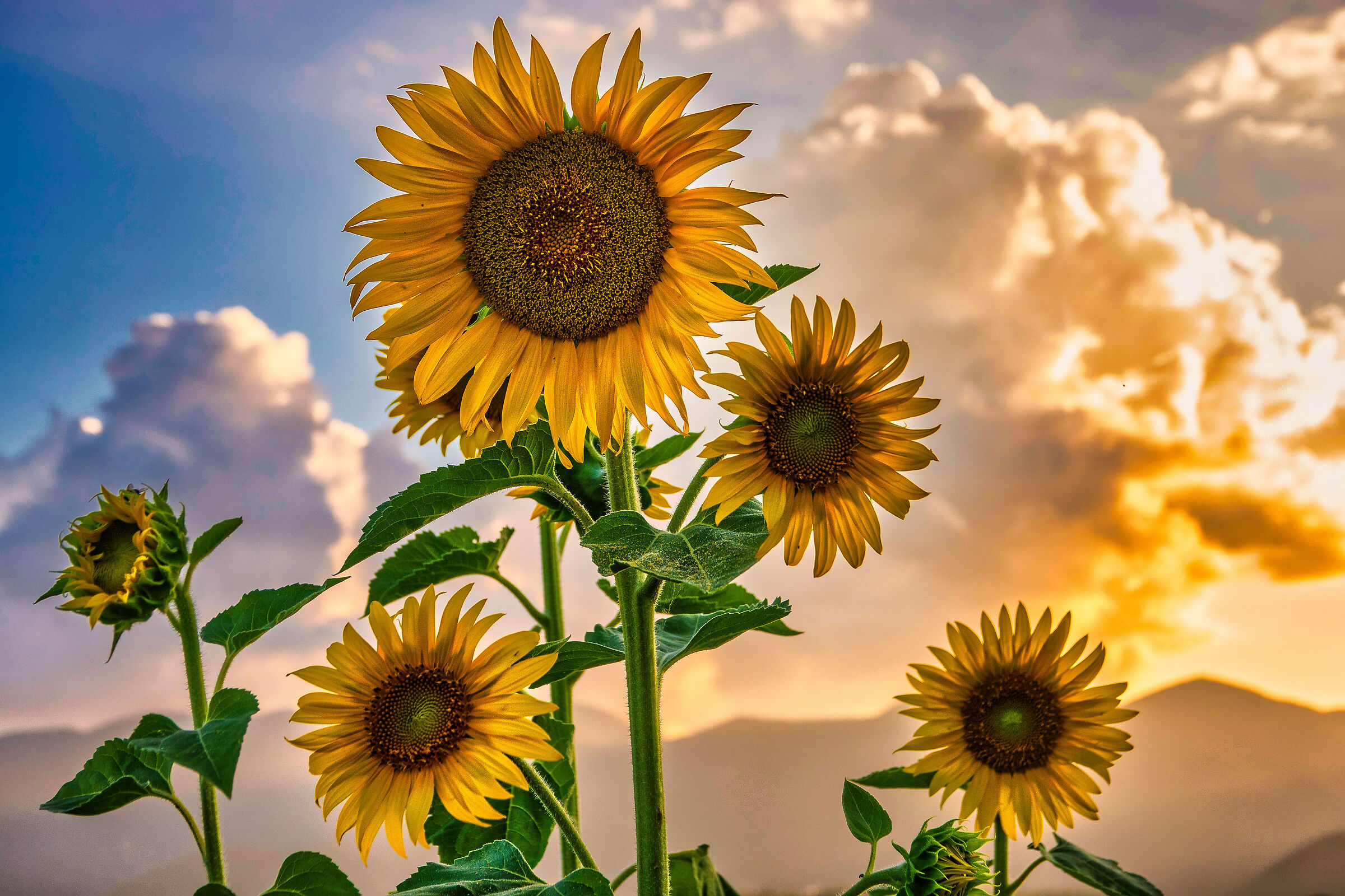 Sunflowers