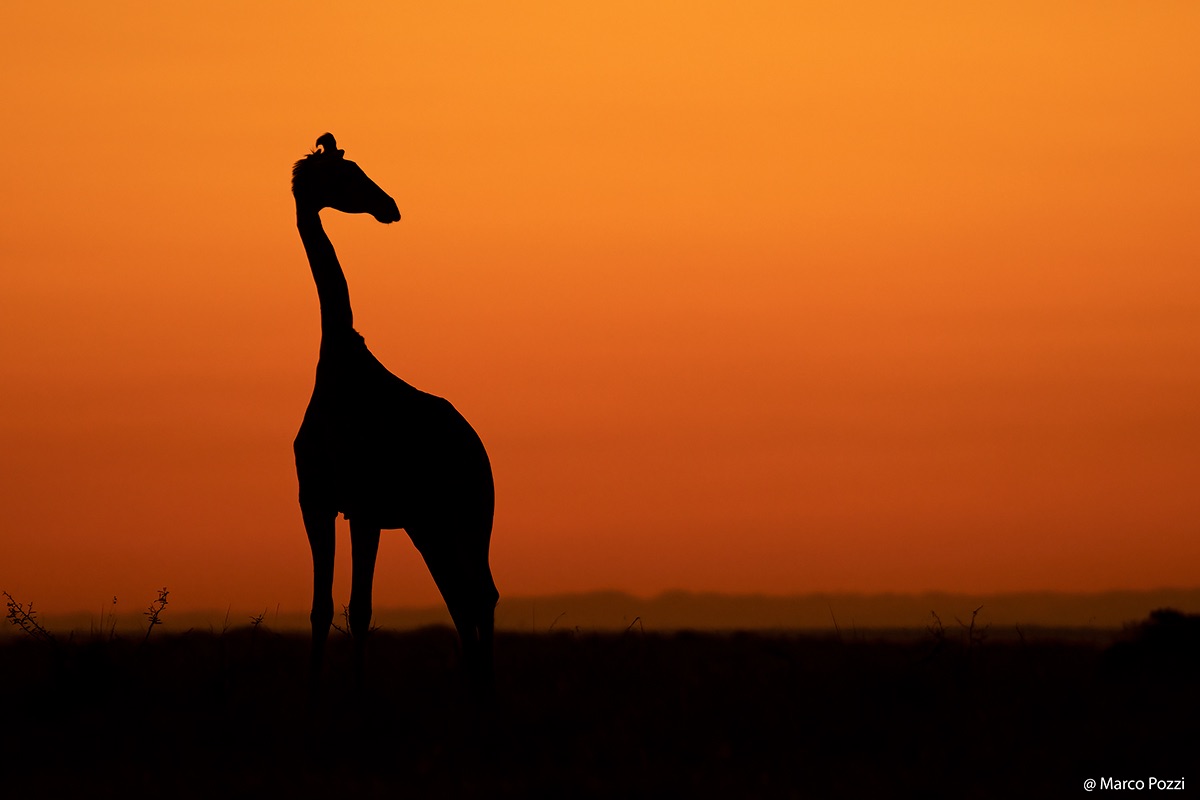 African dawn