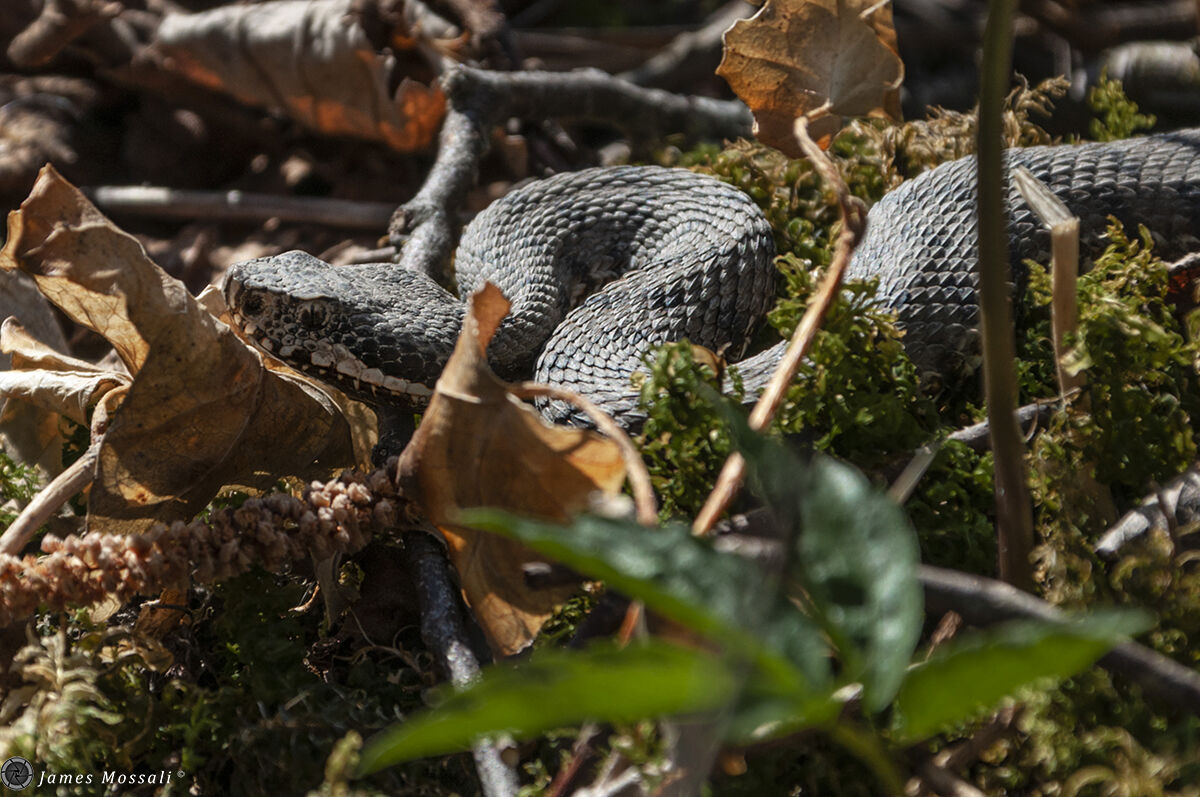 Vipera aspis francisciredi