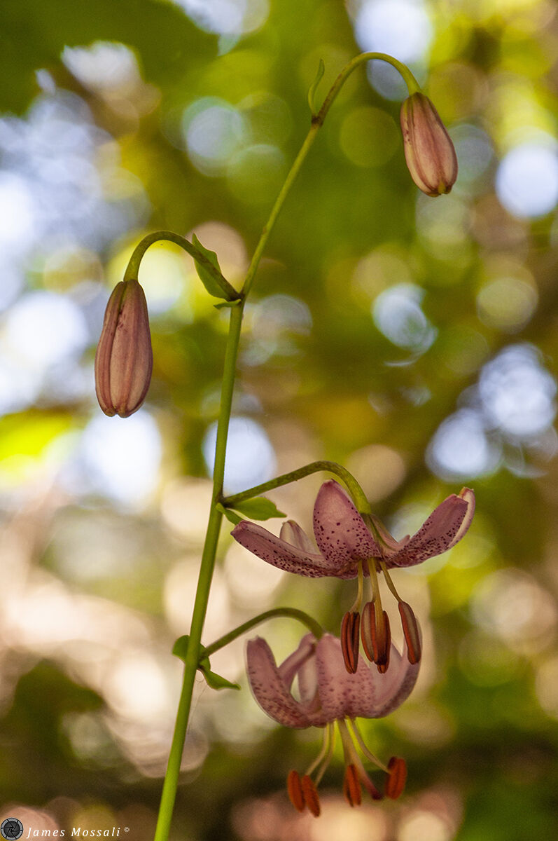 The colors of spring