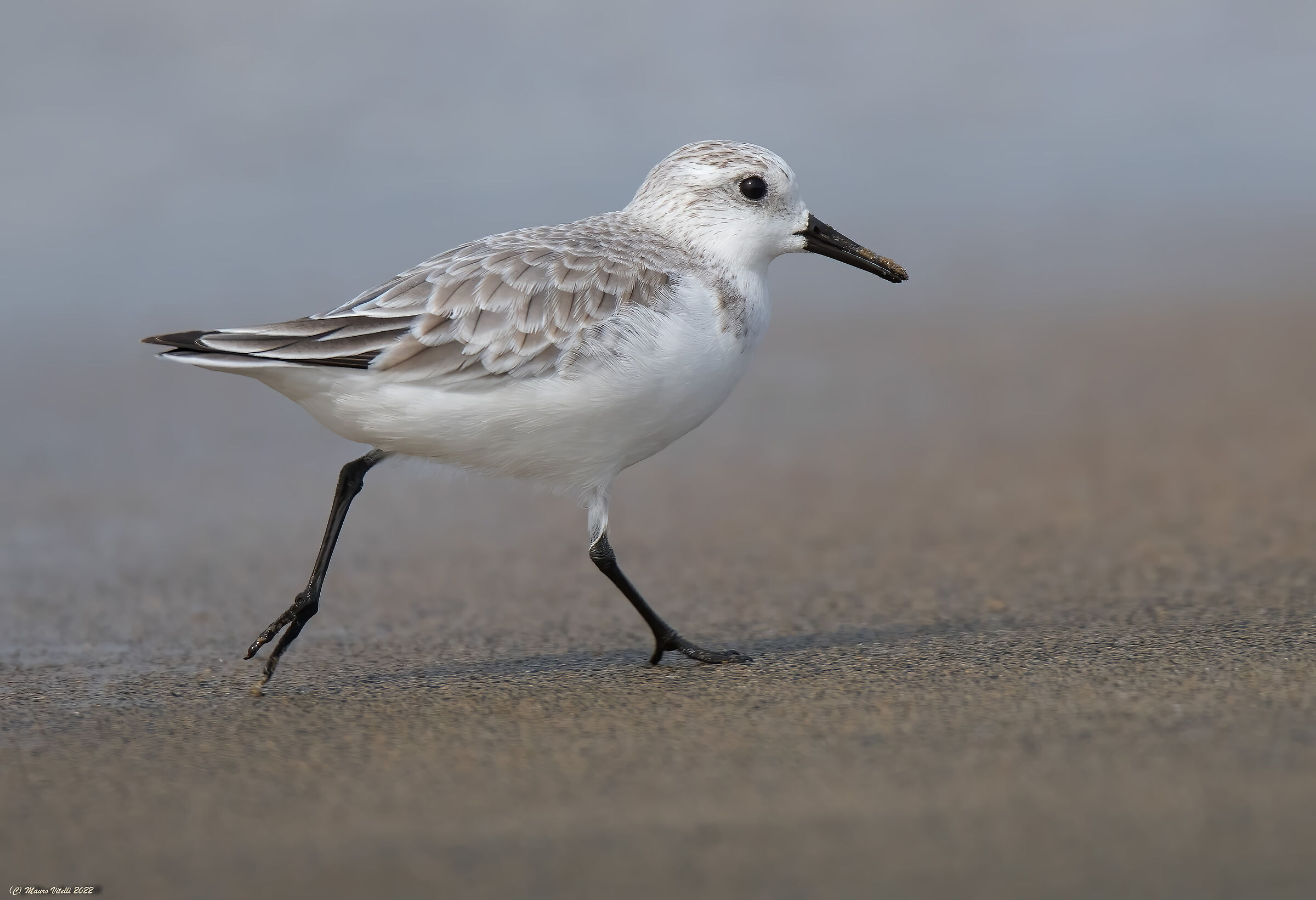 Three-toed sandpiper (Calidris alba)