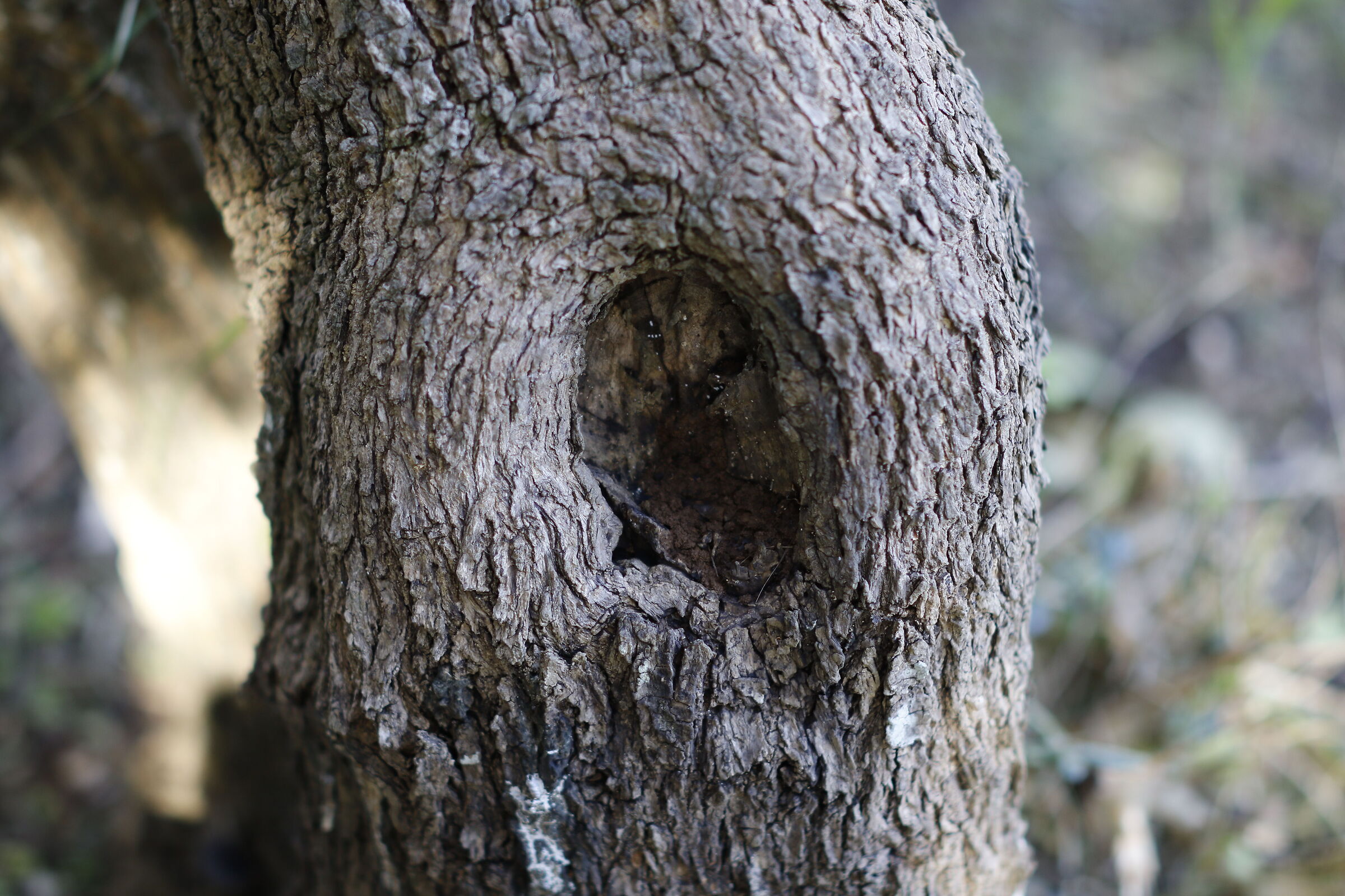 A F. 1.4 / Milvus Zeiss 50, 1.4- Canon 7D II