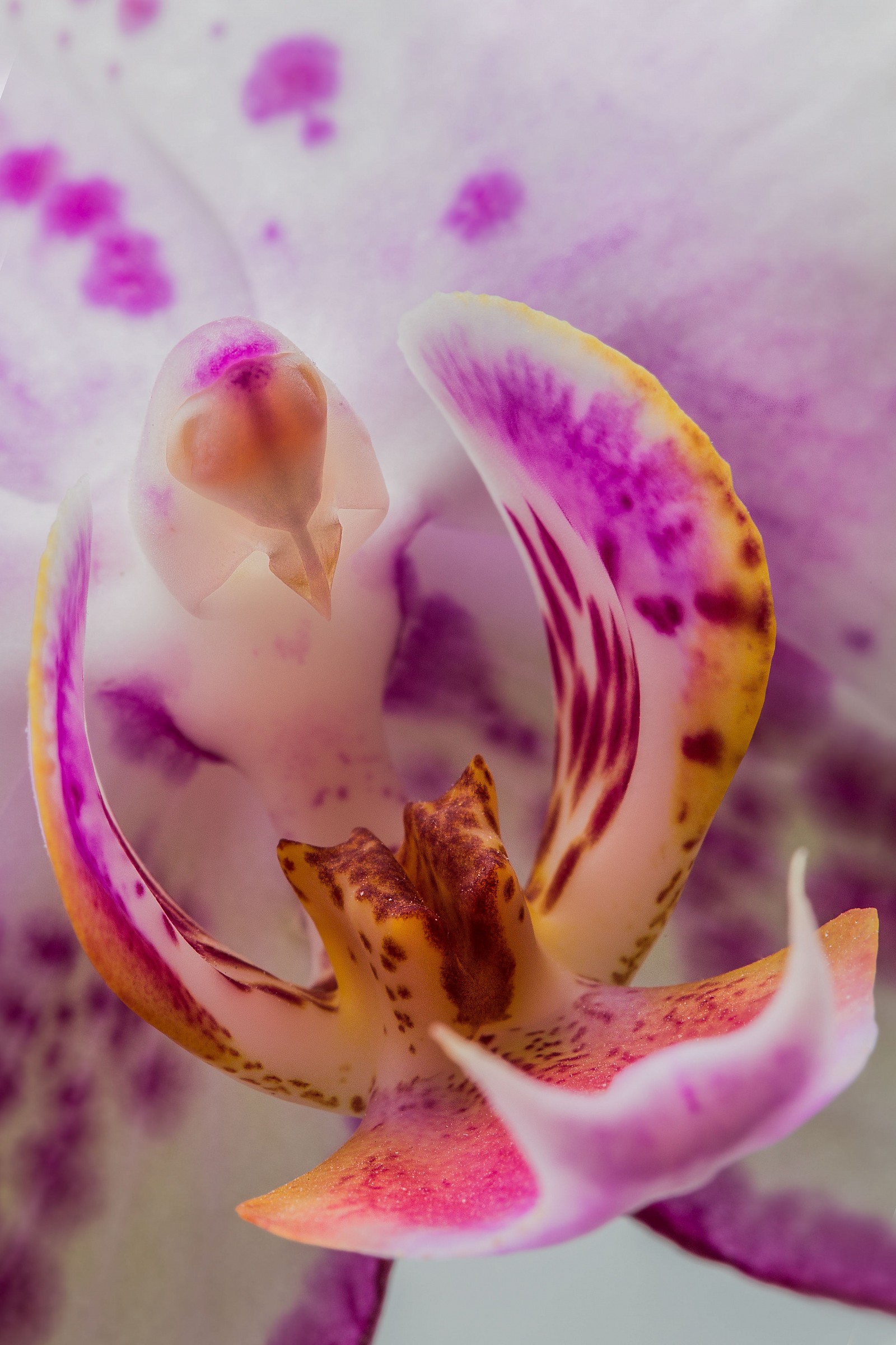 Heart of the Orchid