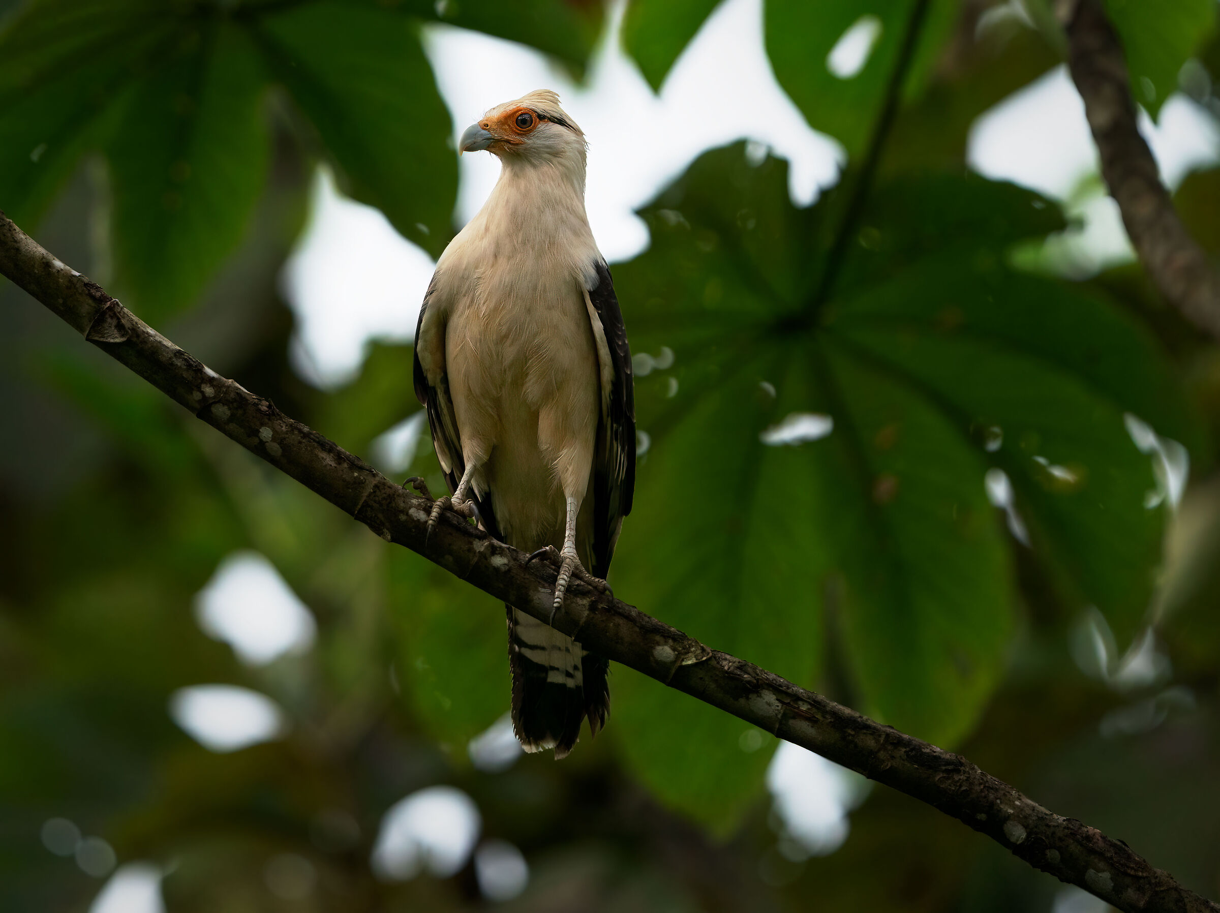 Caracara testagialla