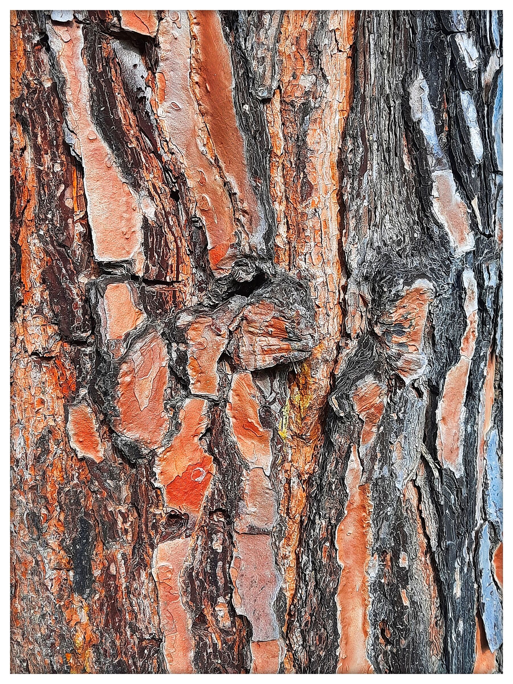 Cromatismi Arborei