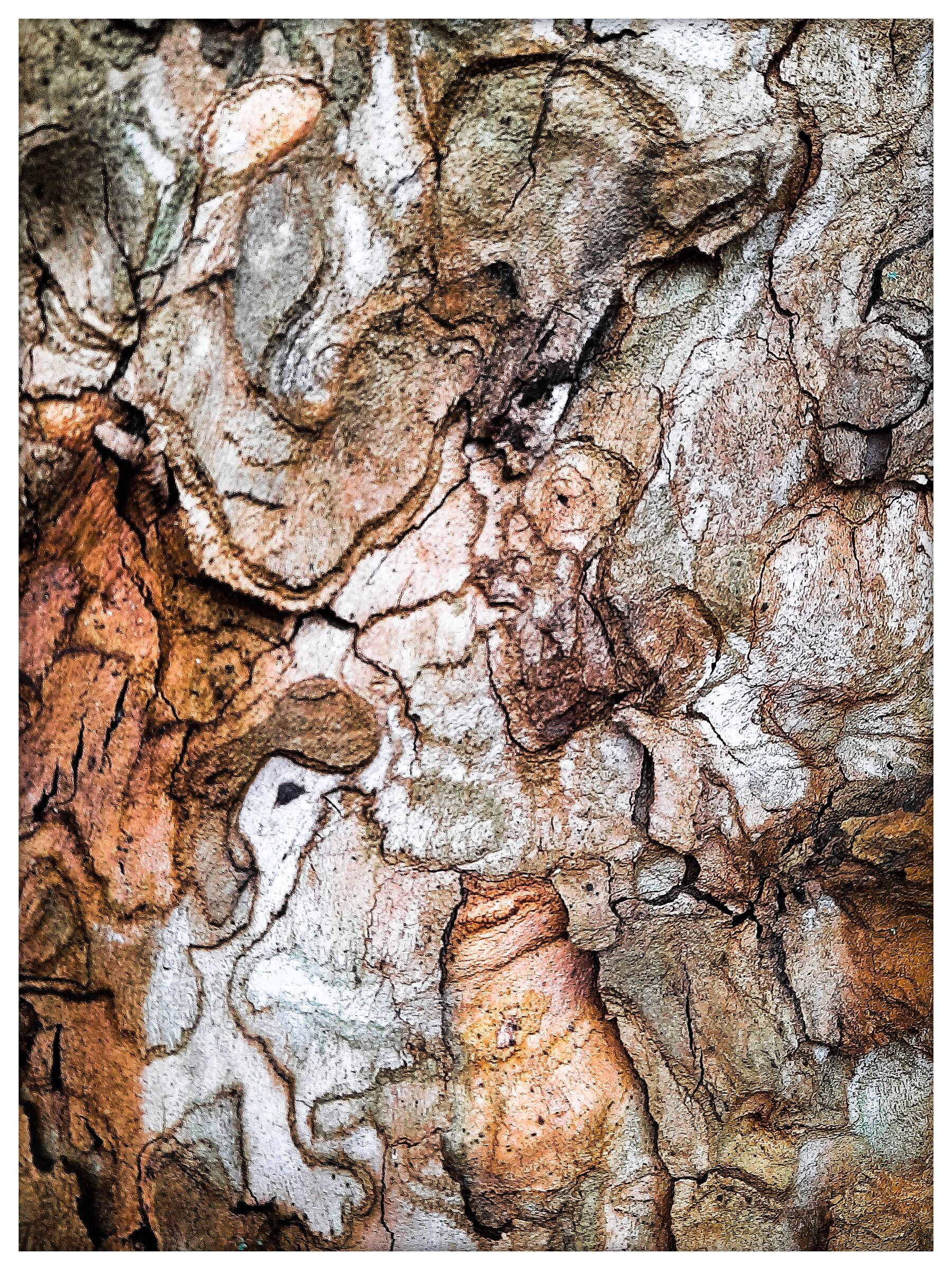 Cromatismi  Arborei