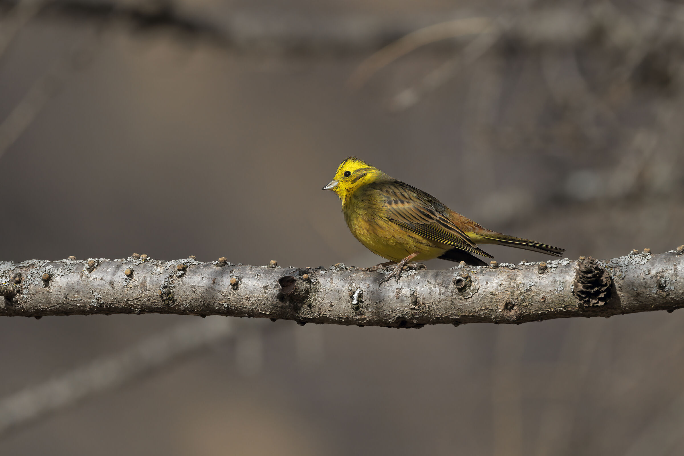 Yellowhammer