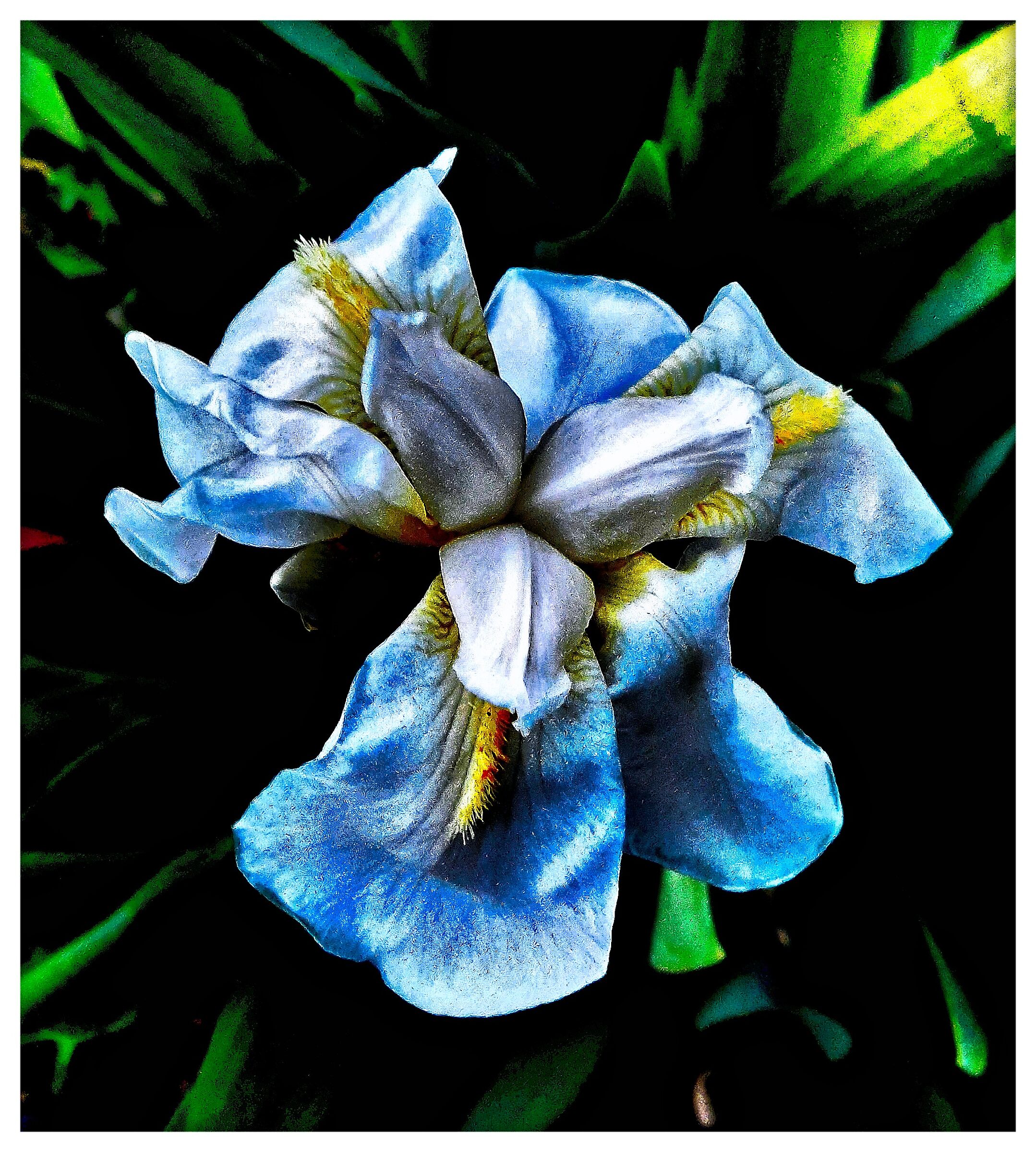 Iris