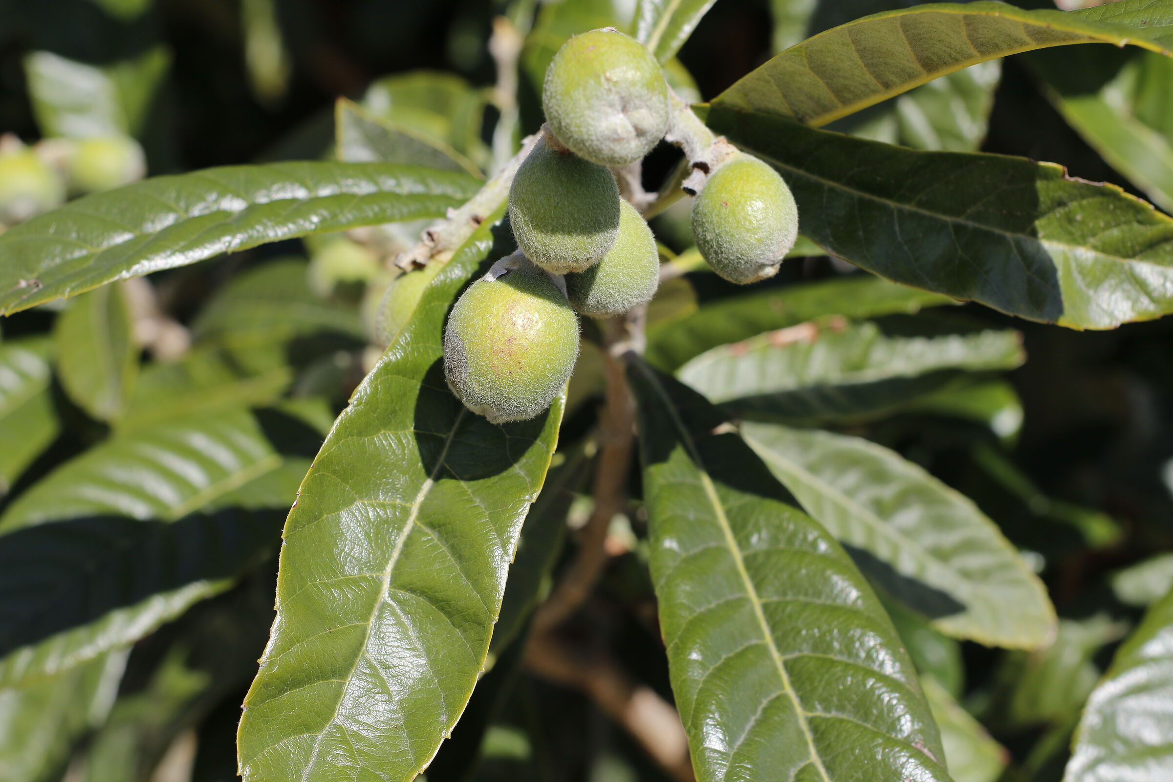 " Nespole Fresche "  Milvus Zeiss 50, 1.4- Canon 7...