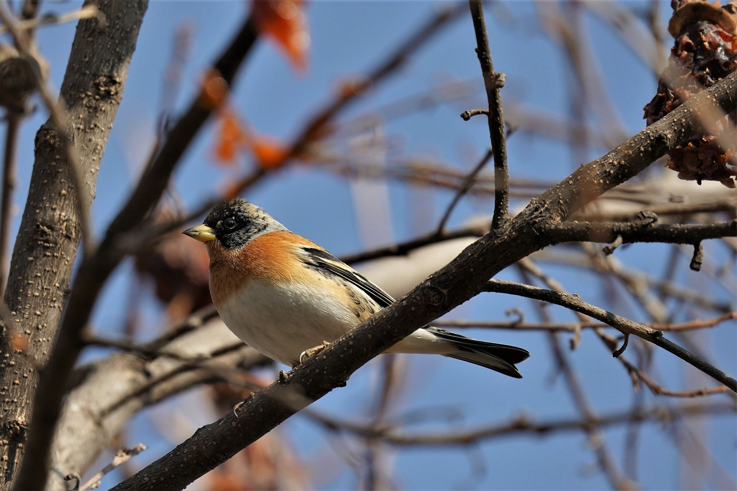 Peppola (fringilla montifringilla)
