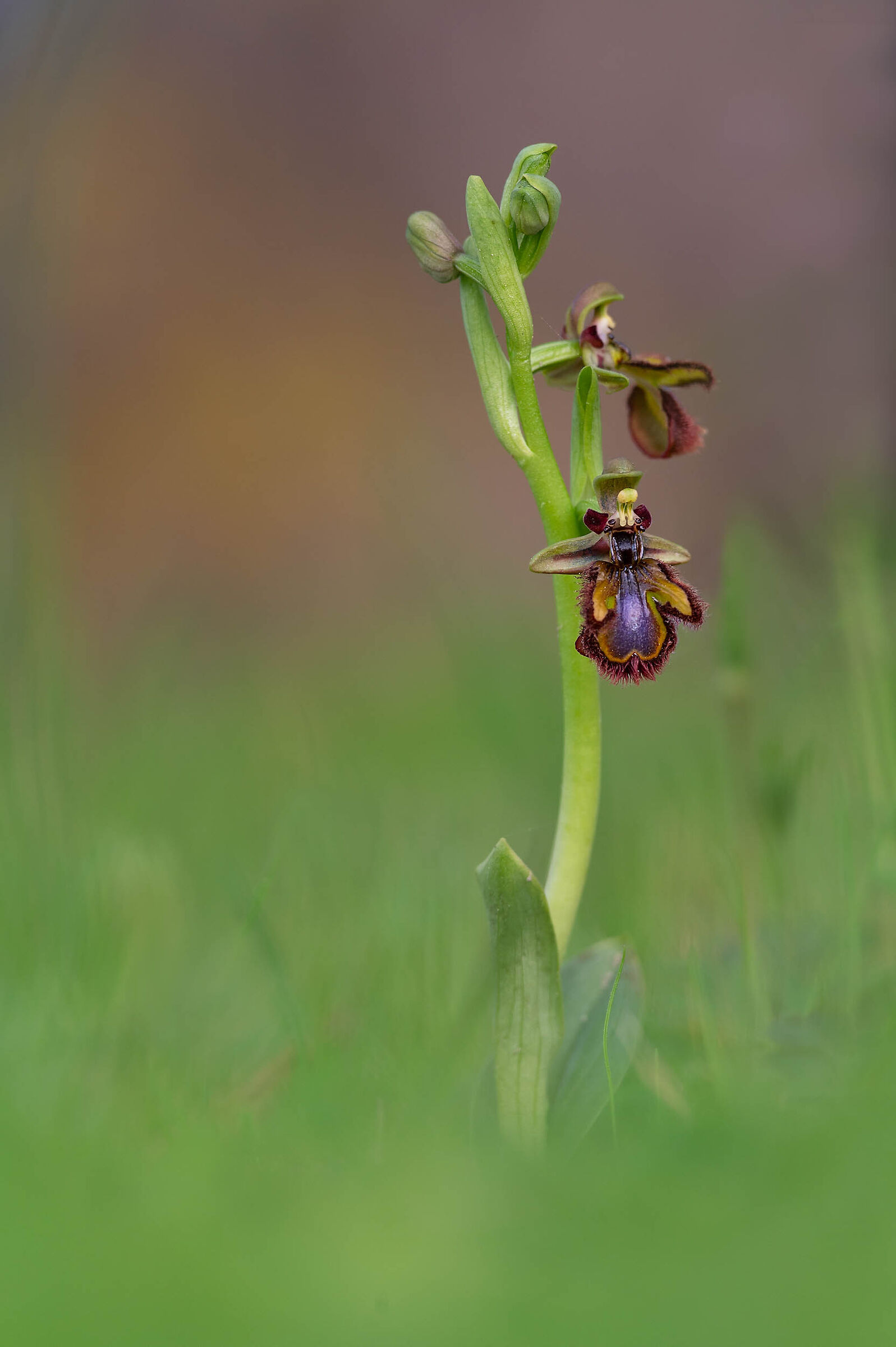 Ophrys speculum