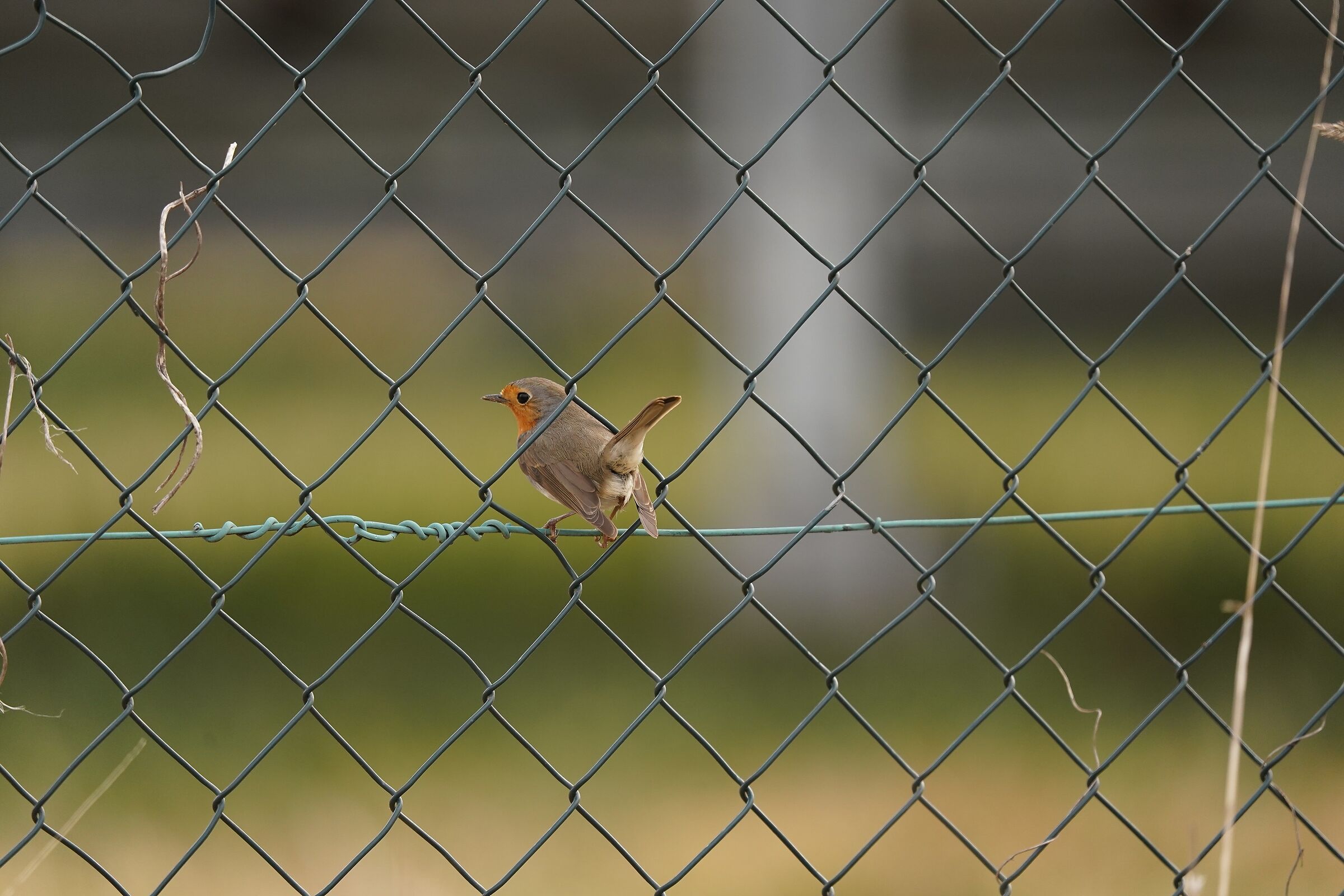 THE ROBIN