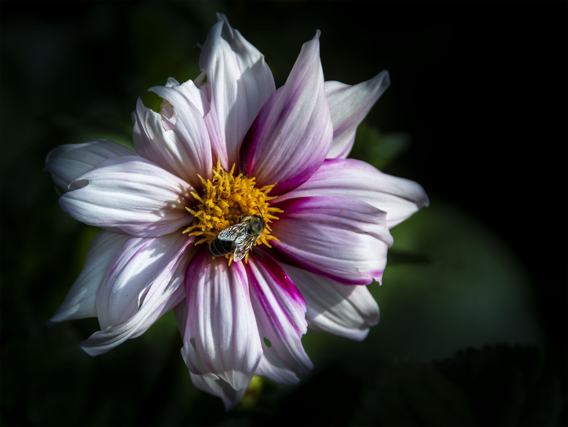 Nel fiore.