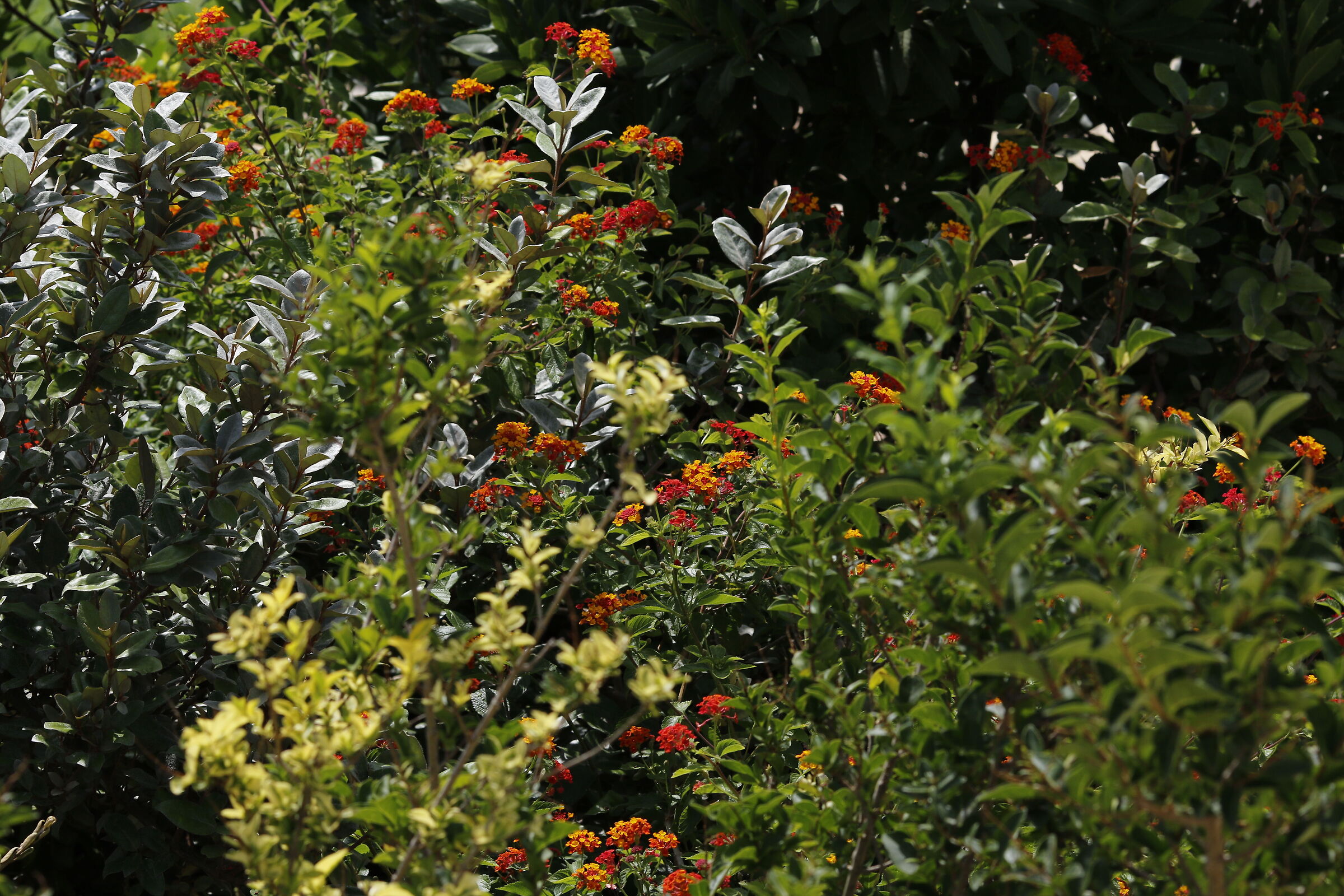 Canon 7D II- 135 F.2 L USM