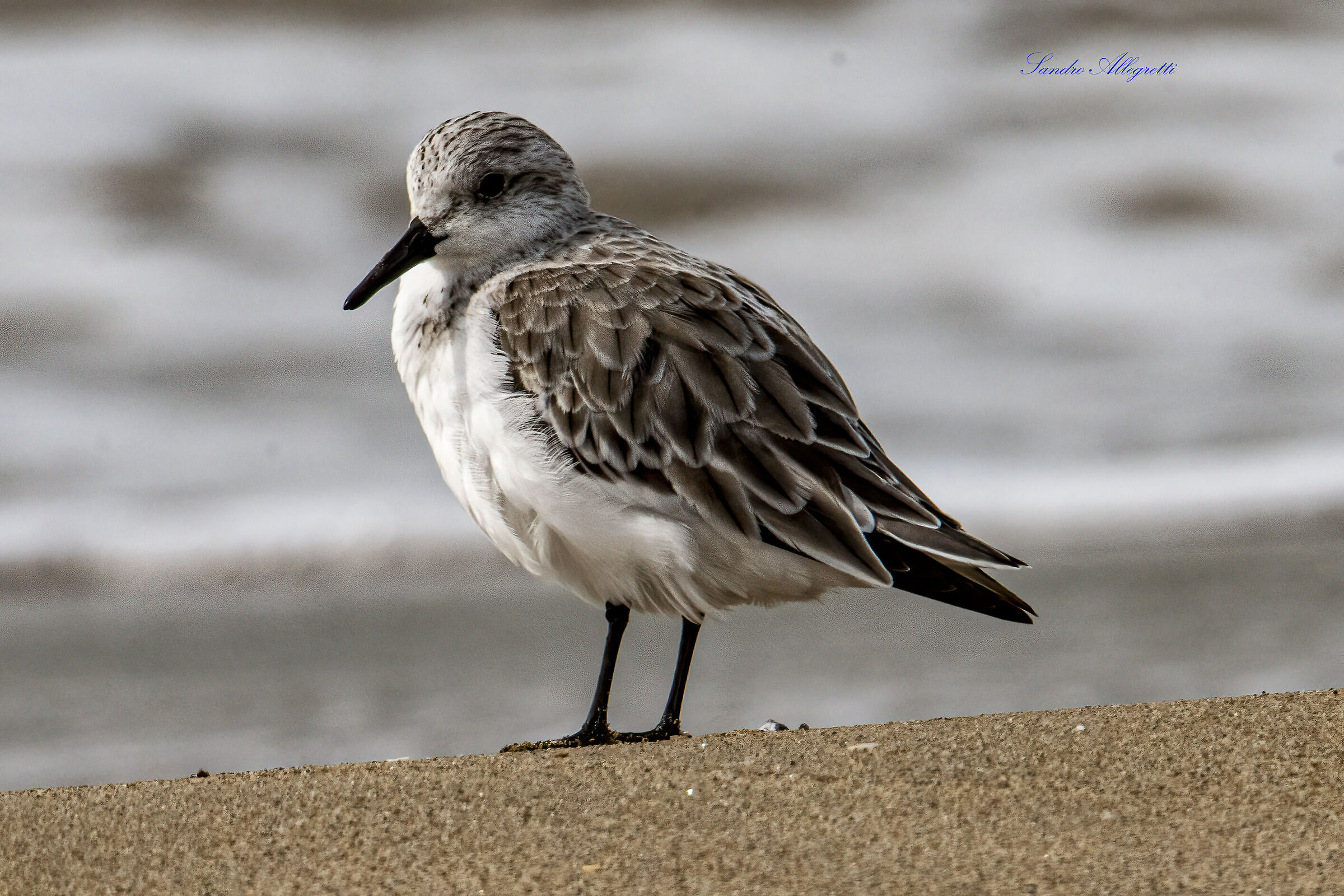 Il piovanello tridattilo (Calidris alba)