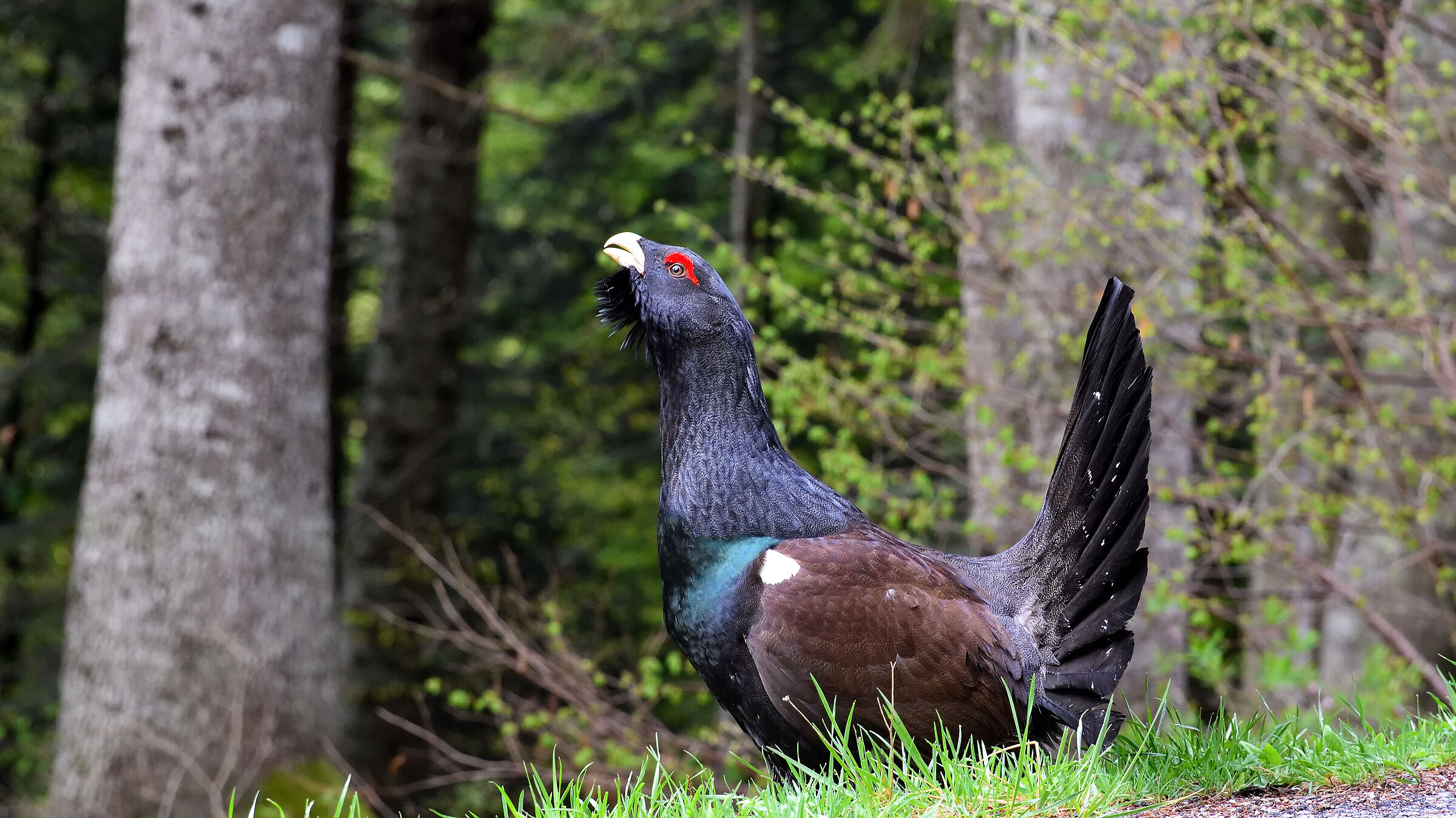 Gallo Cedrone