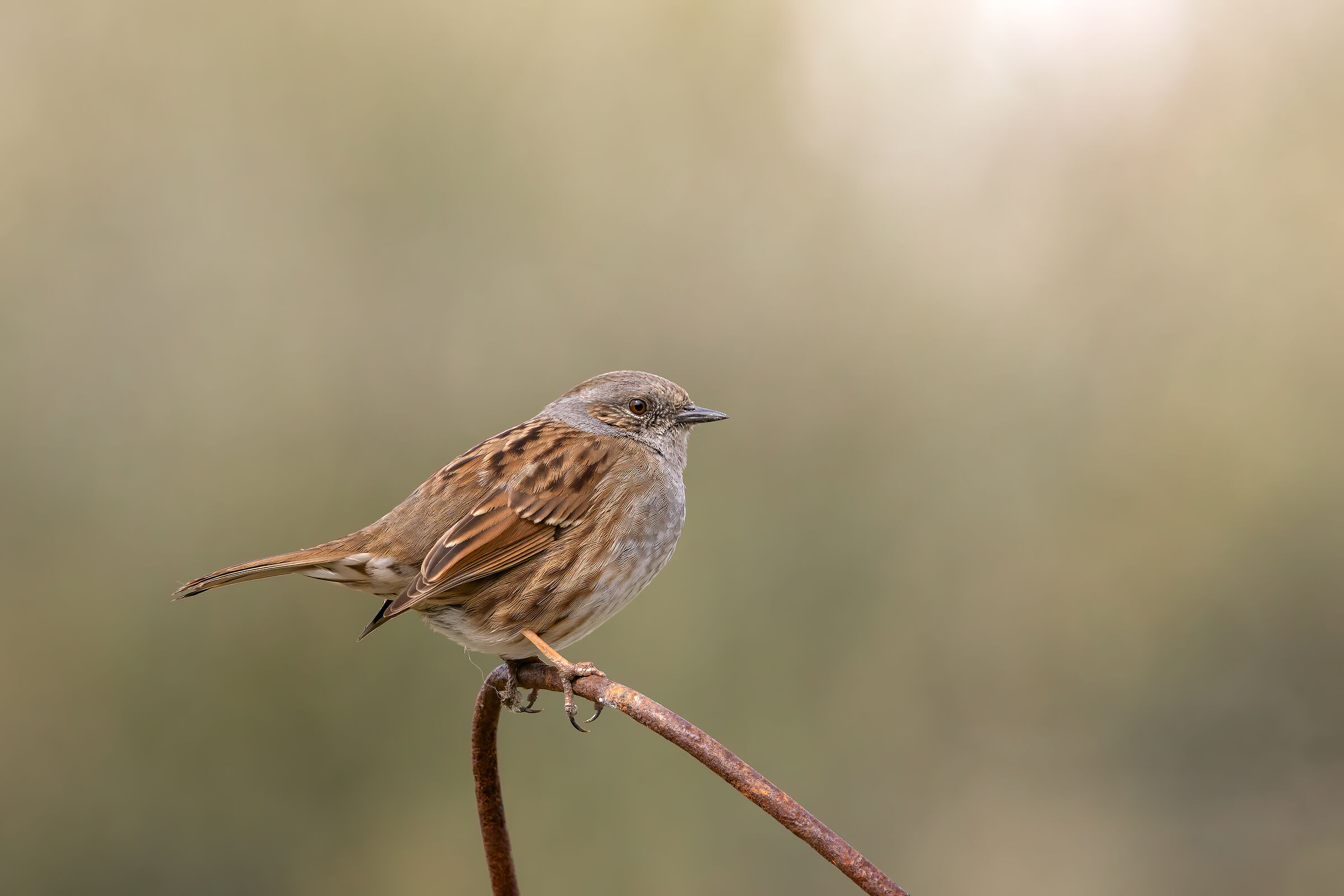 Dettagli di una passera